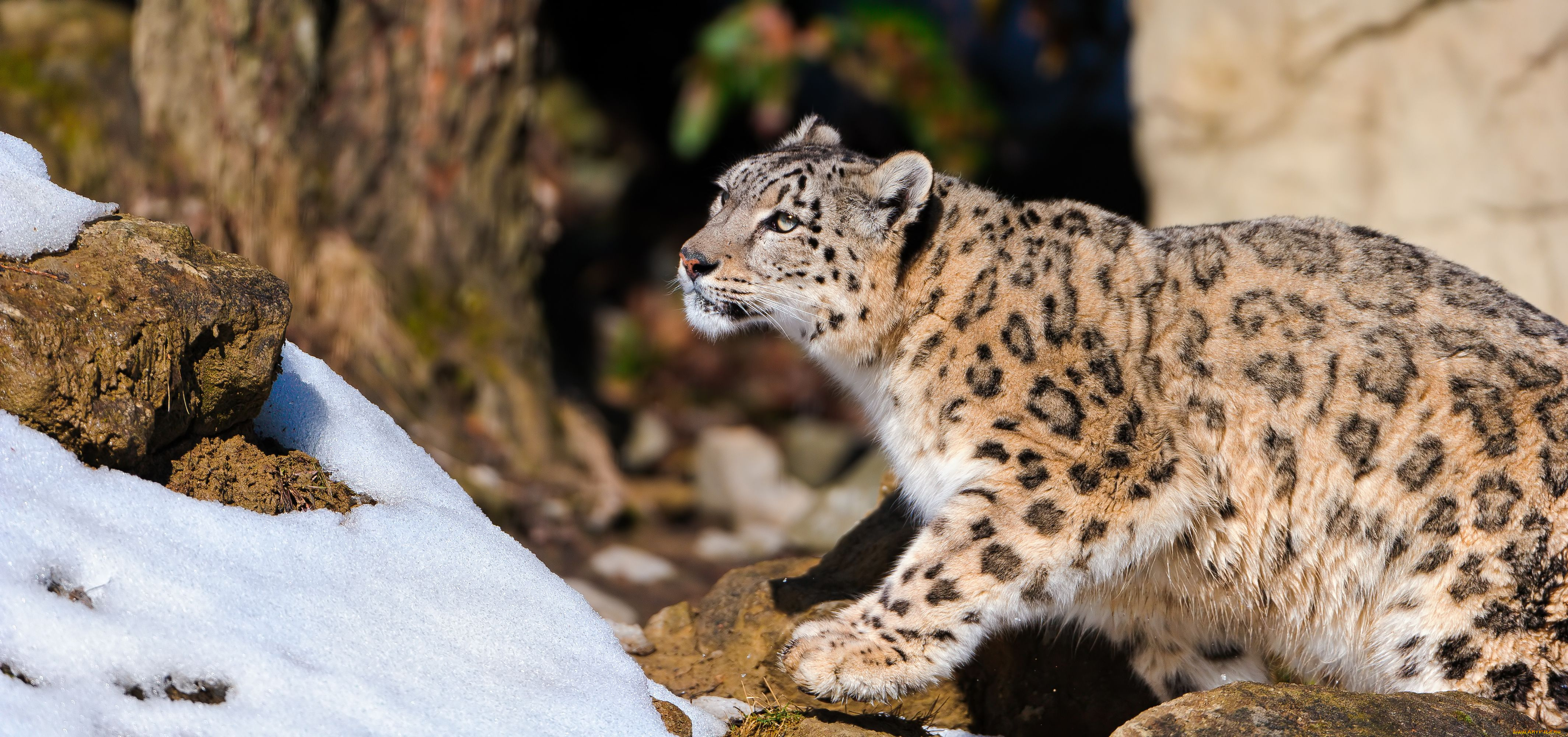 животные, снежный, барс, ирбис, хищник