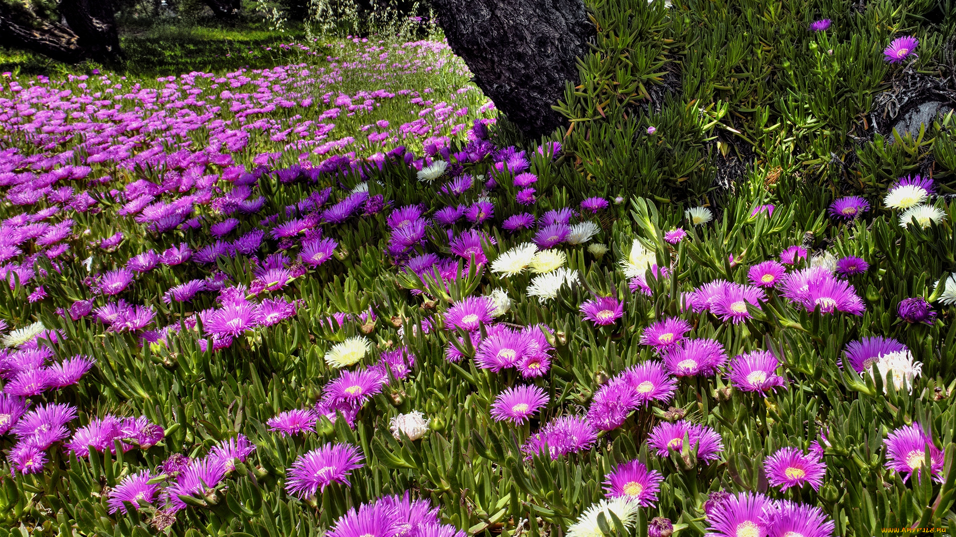 цветы, аизовые, поляна, дерево