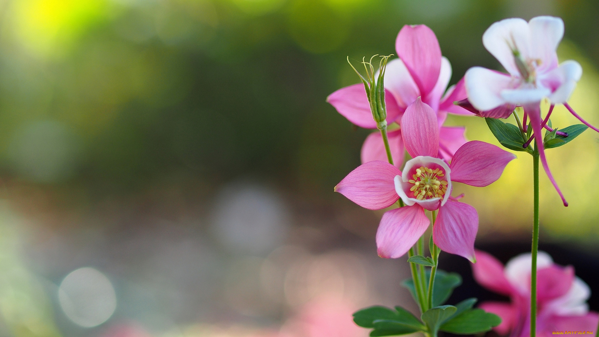 цветы, аквилегия, водосбор, розовый