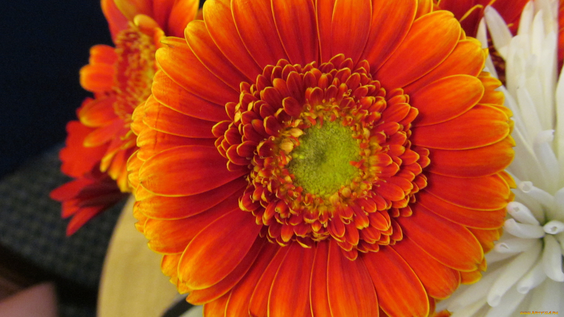 цветы, герберы, макро