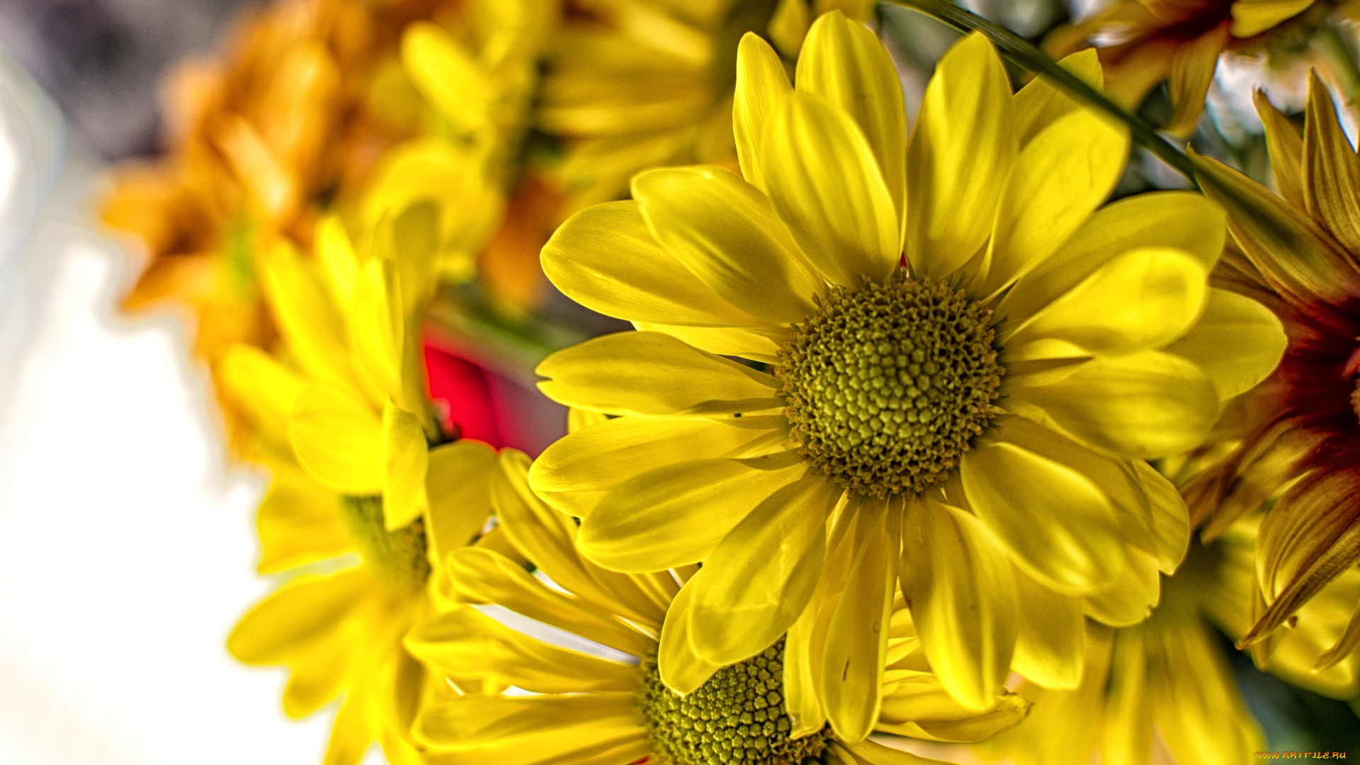 цветы, хризантемы, желтый