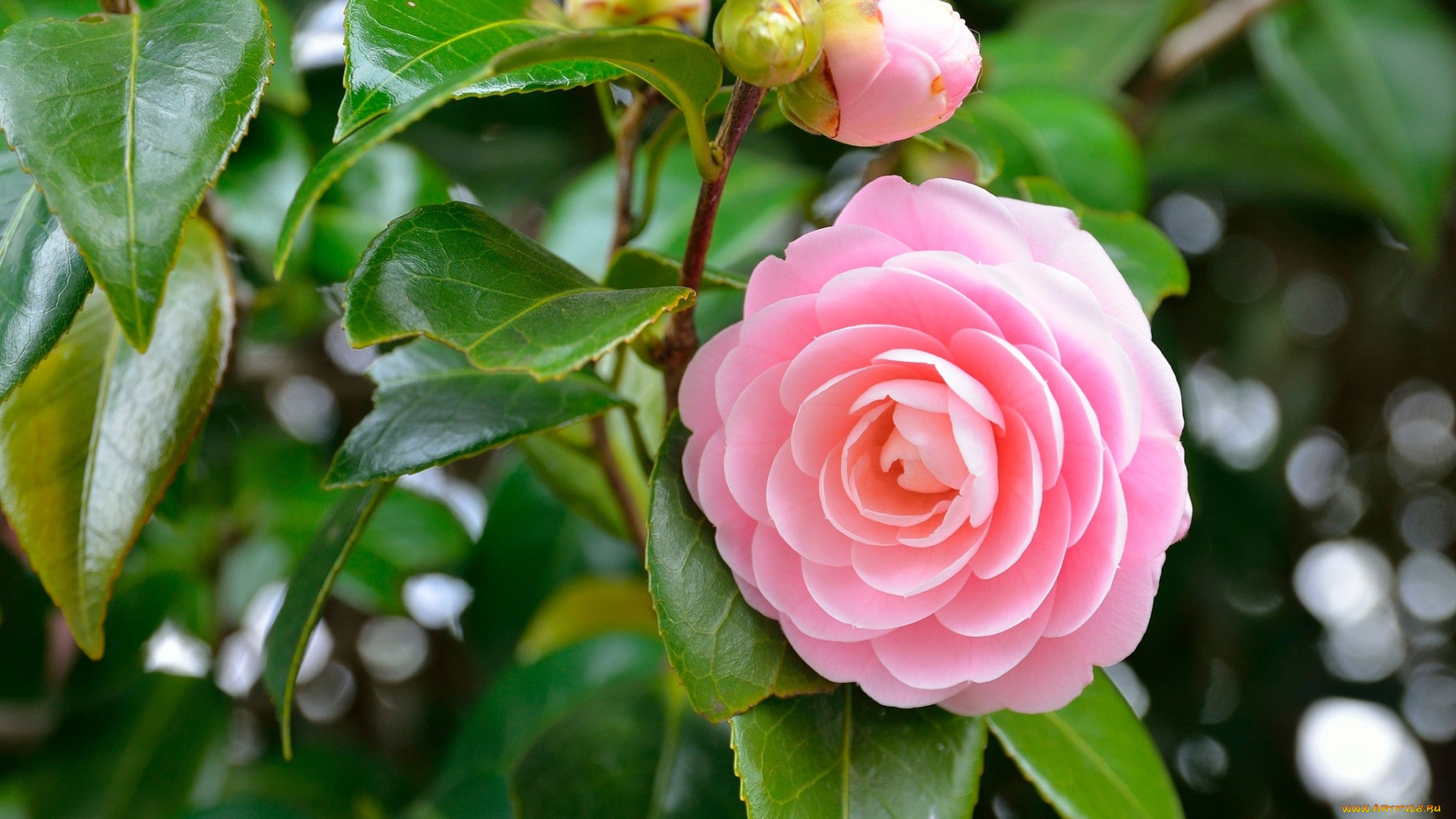 цветы, камелии, розовый, бутон