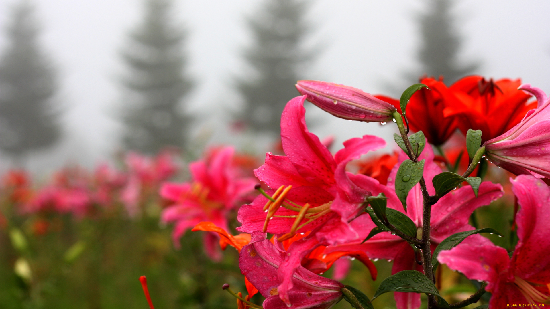 цветы, лилии, лилейники, капли, розовый, красный