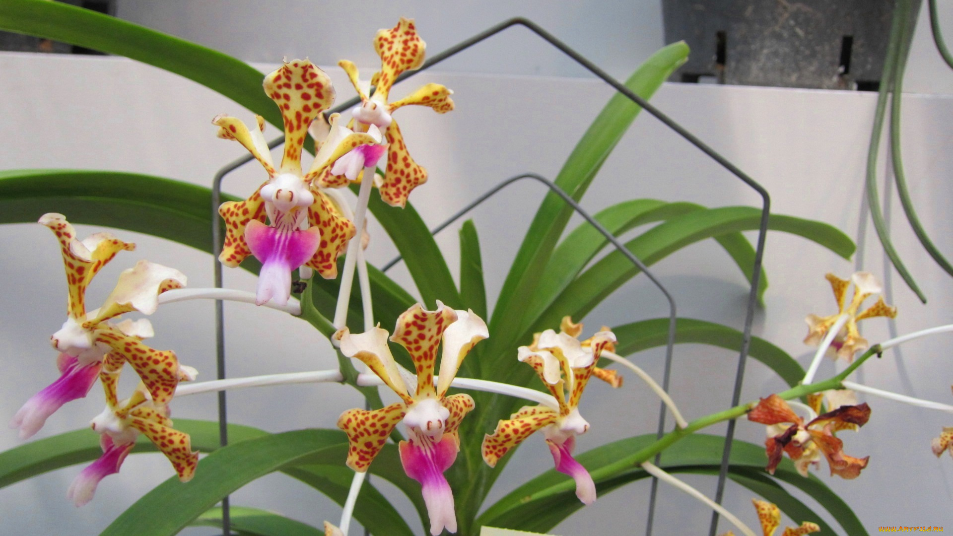 цветы, орхидеи, пестрый