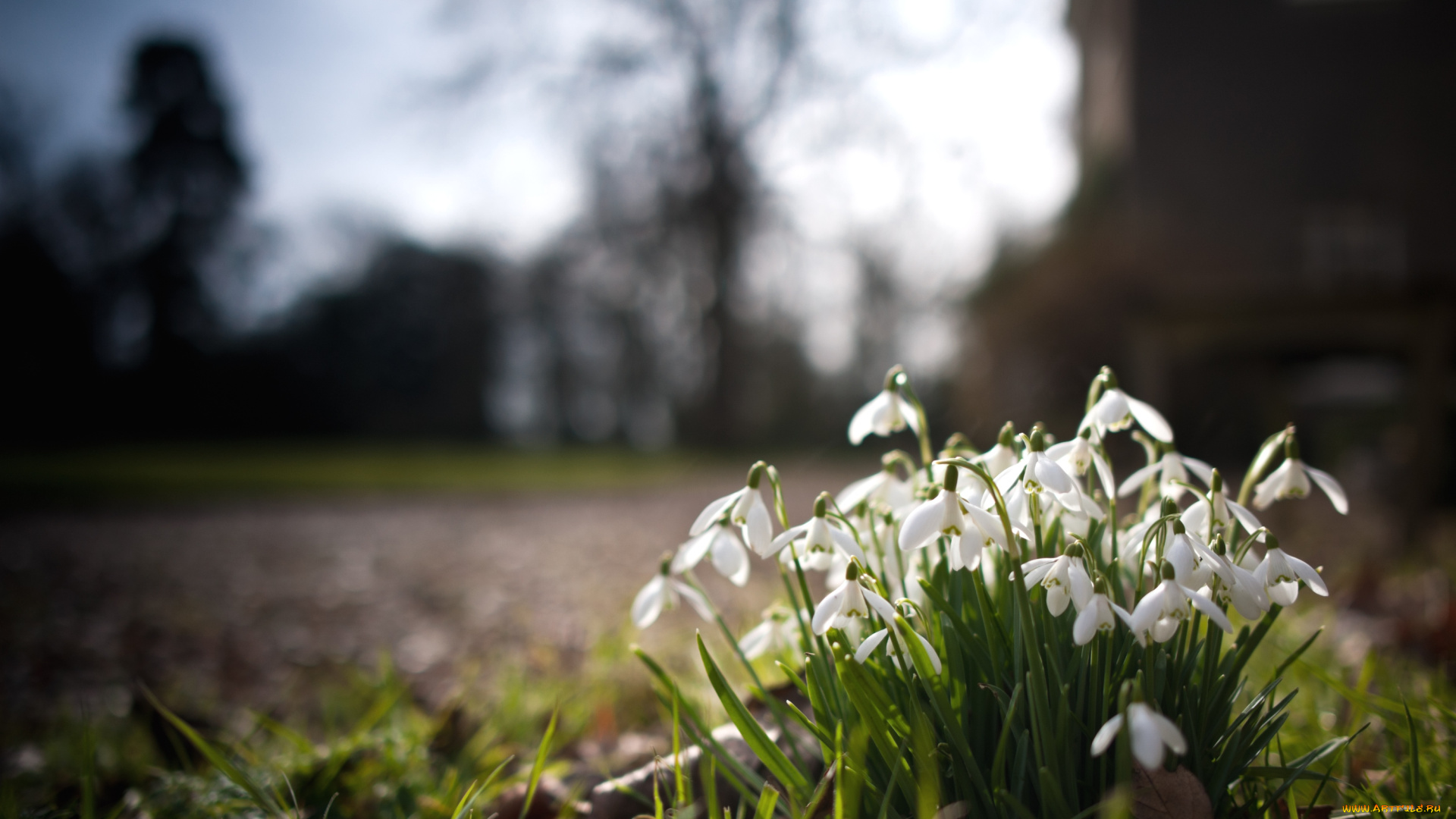 цветы, подснежники, белоцветник, белый, весна