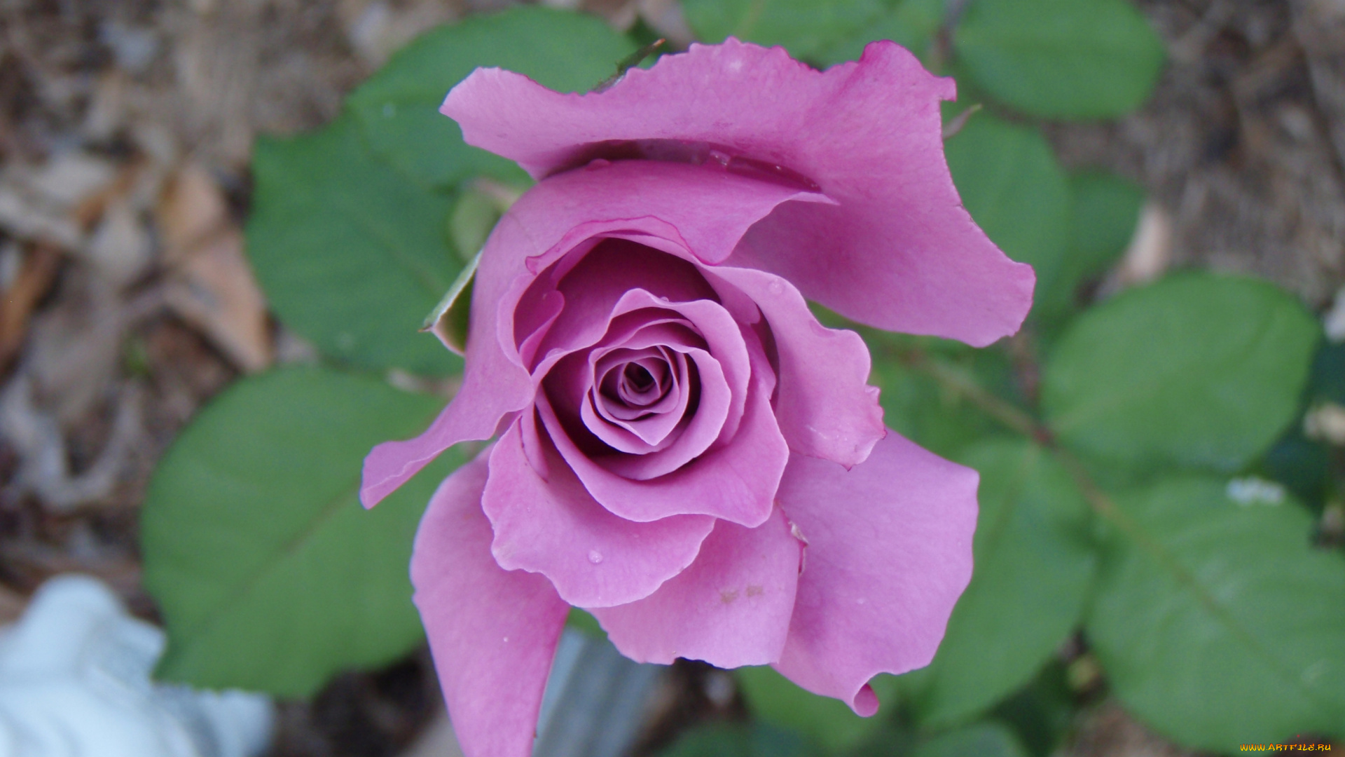 цветы, розы, бутон, сиреневый