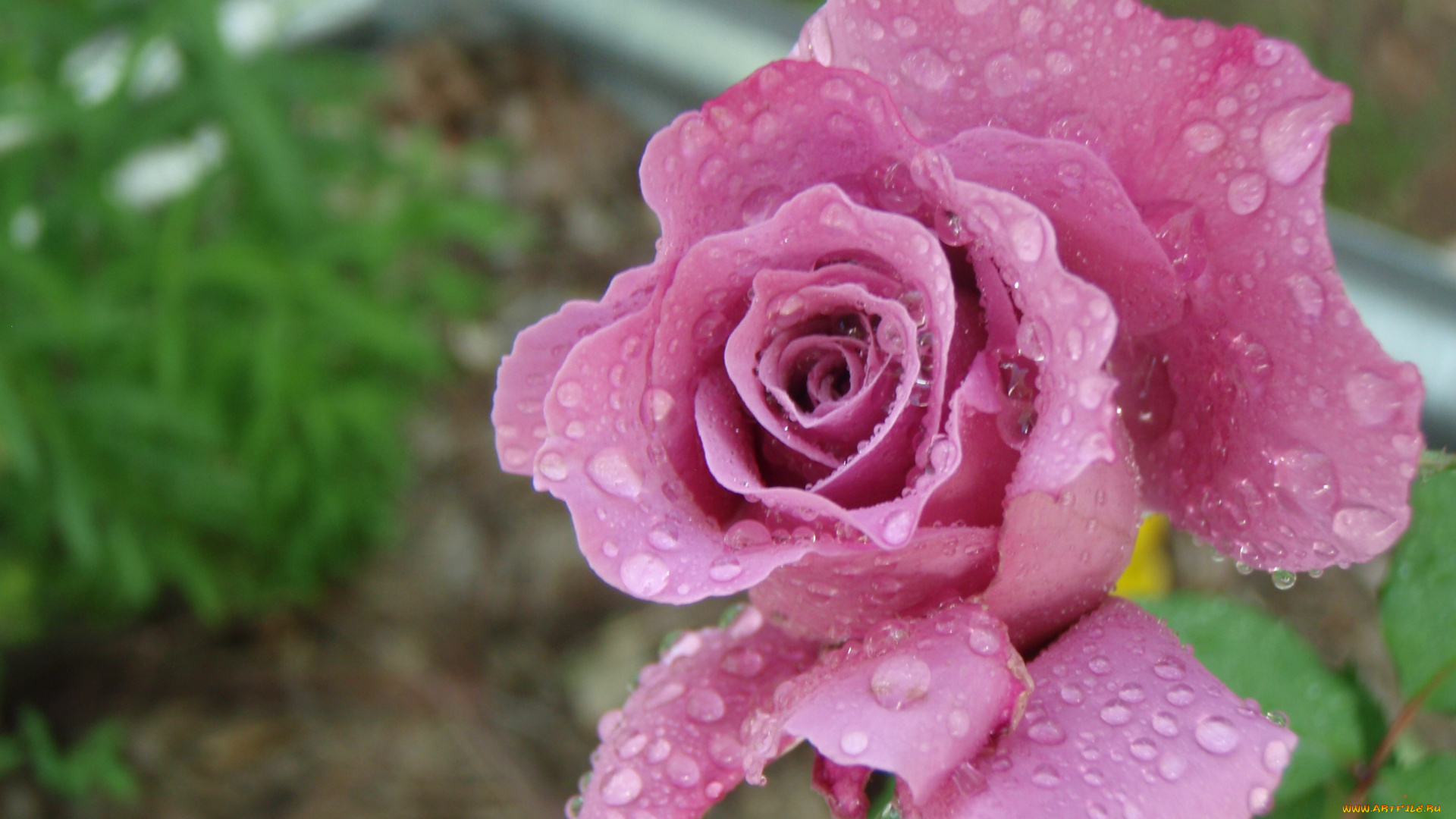 цветы, розы, капли