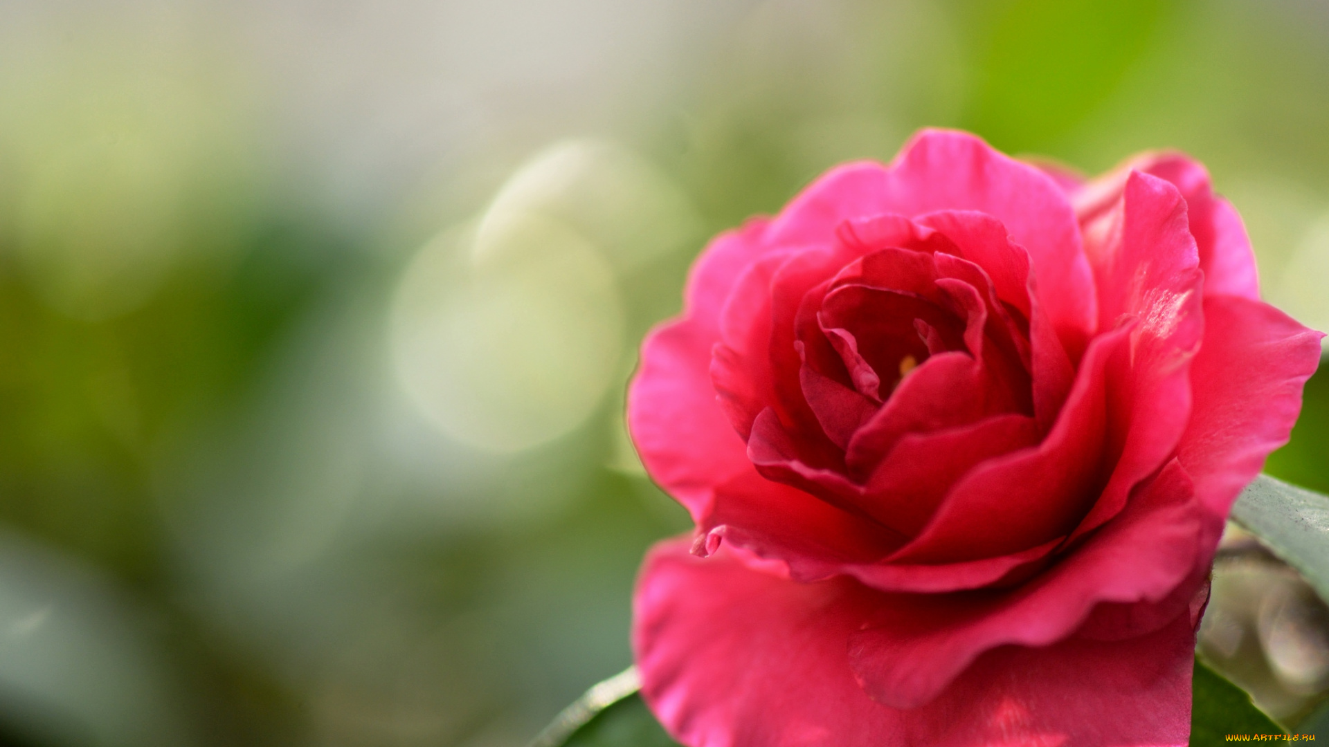 цветы, розы, лепестки