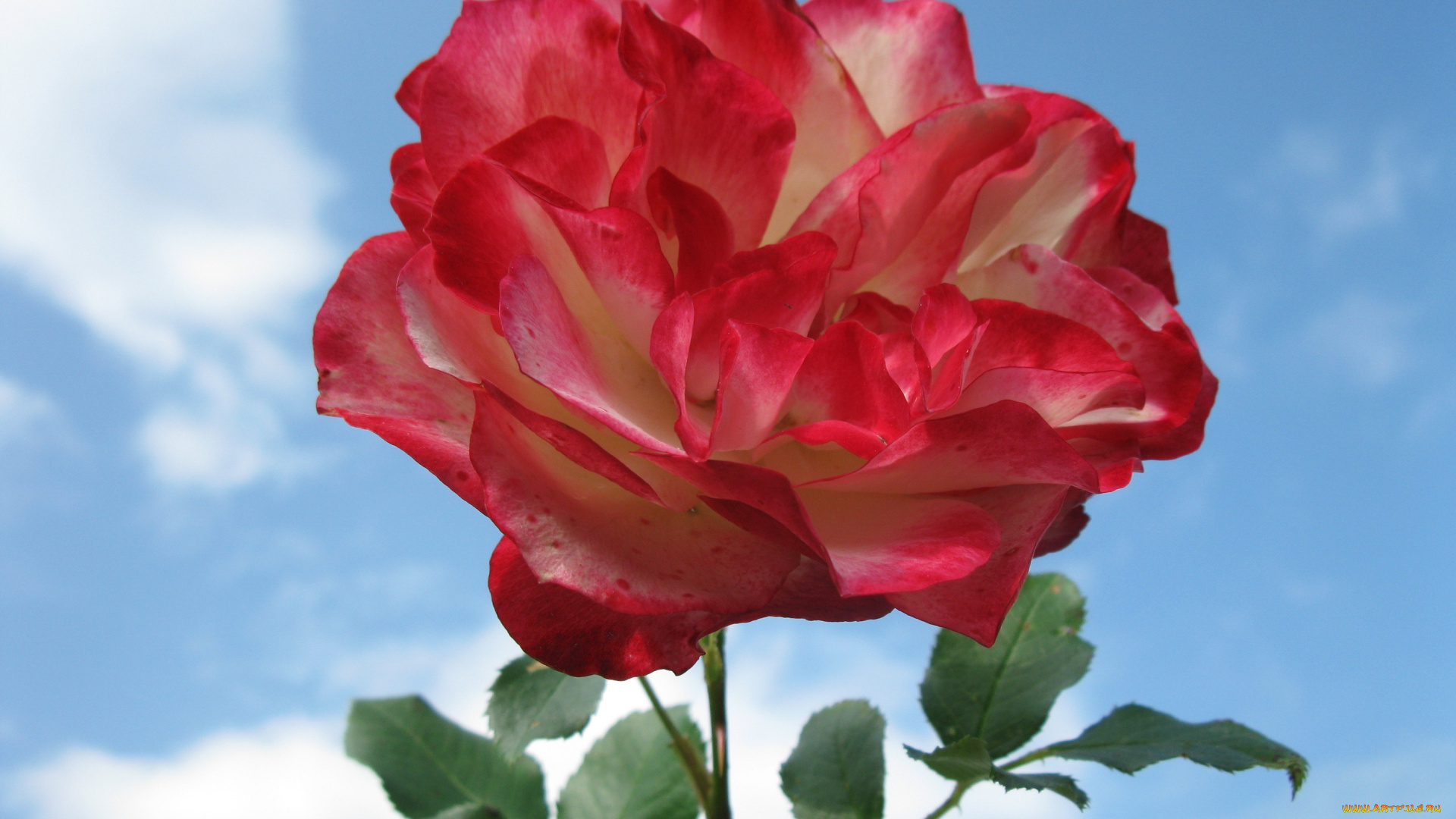 цветы, розы, роза