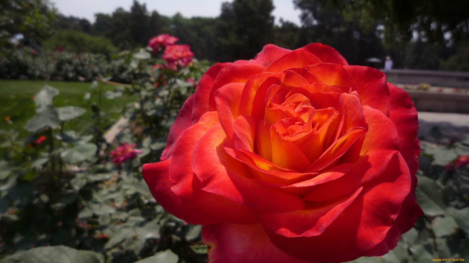 цветы, розы, розовый