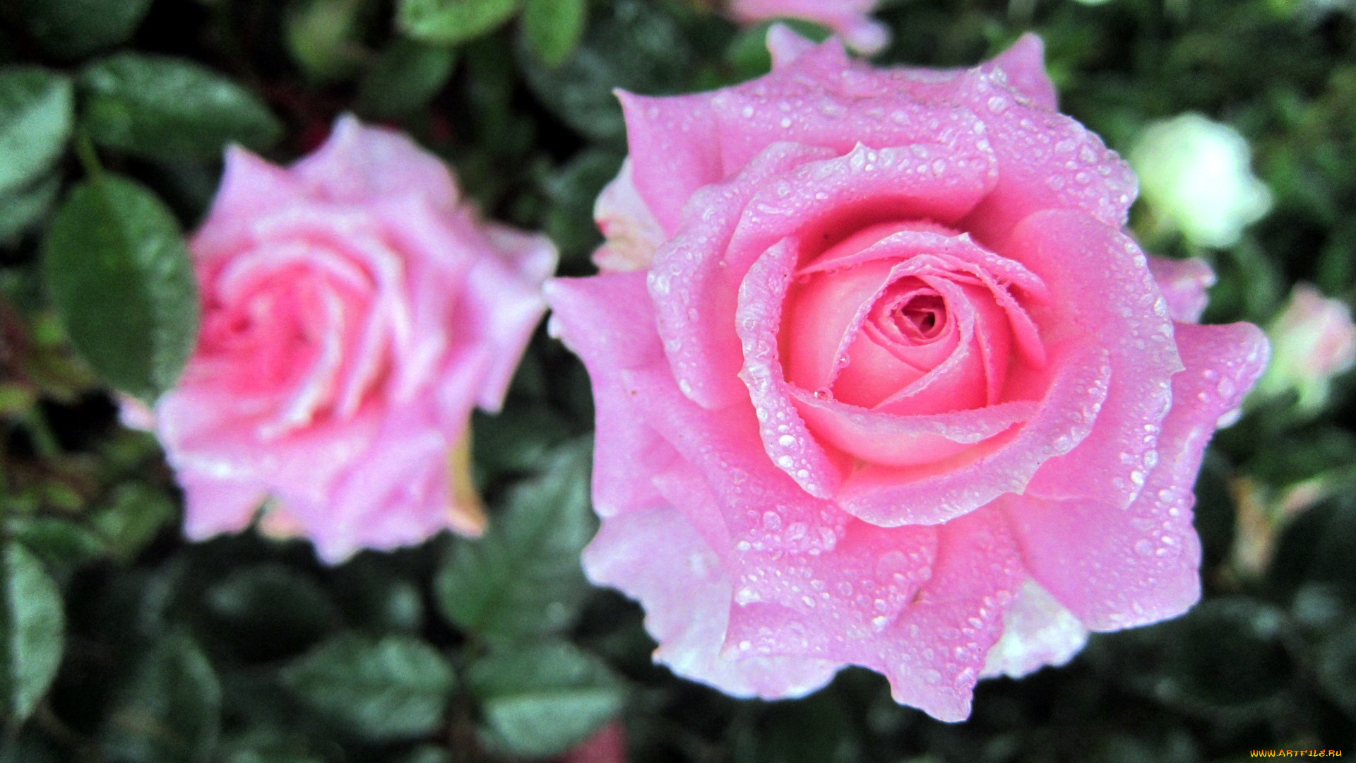 цветы, розы, розовый