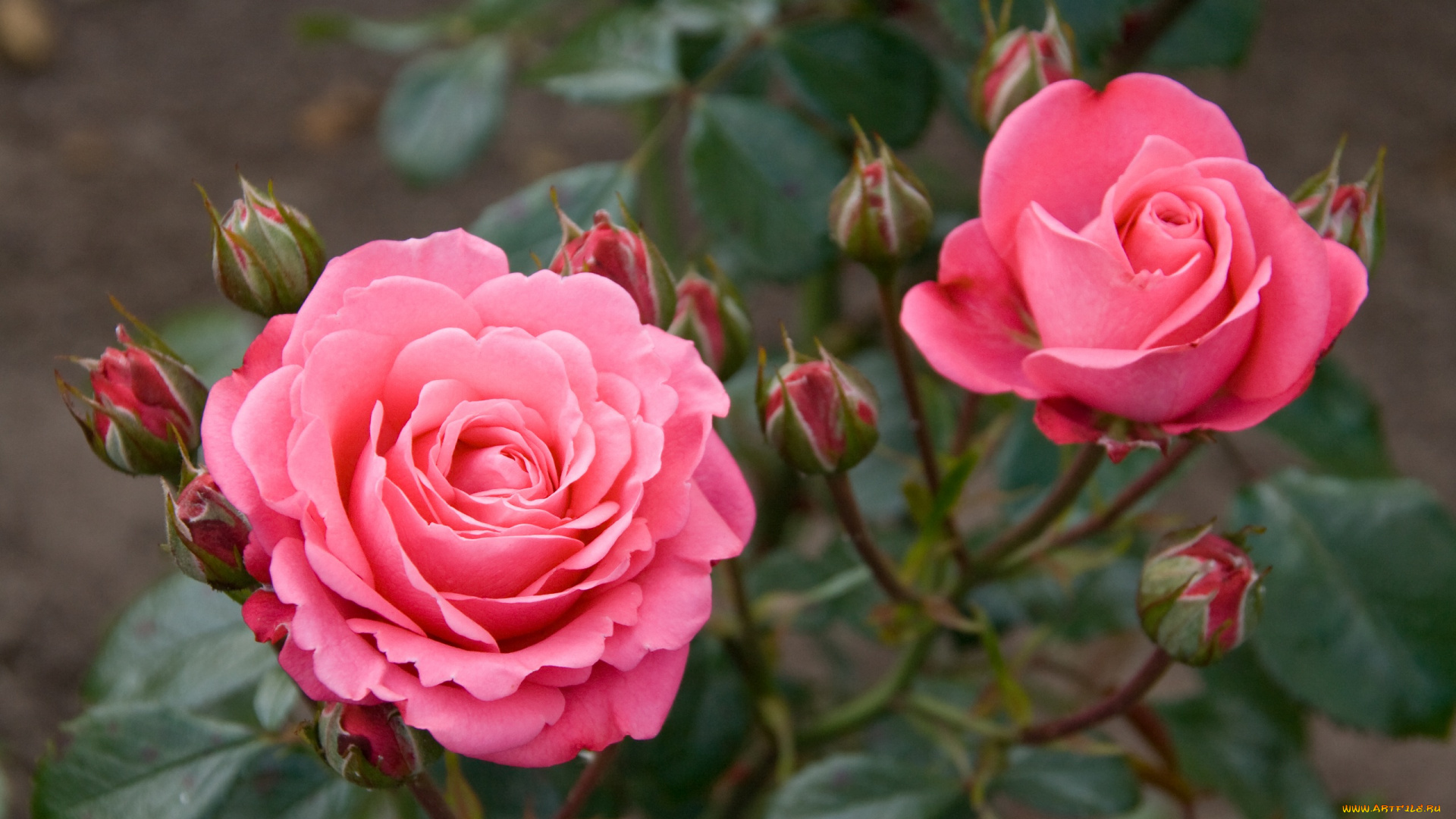 цветы, розы, розовый