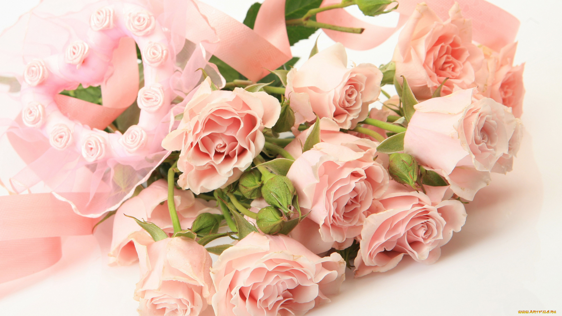 цветы, розы, розовый, лента