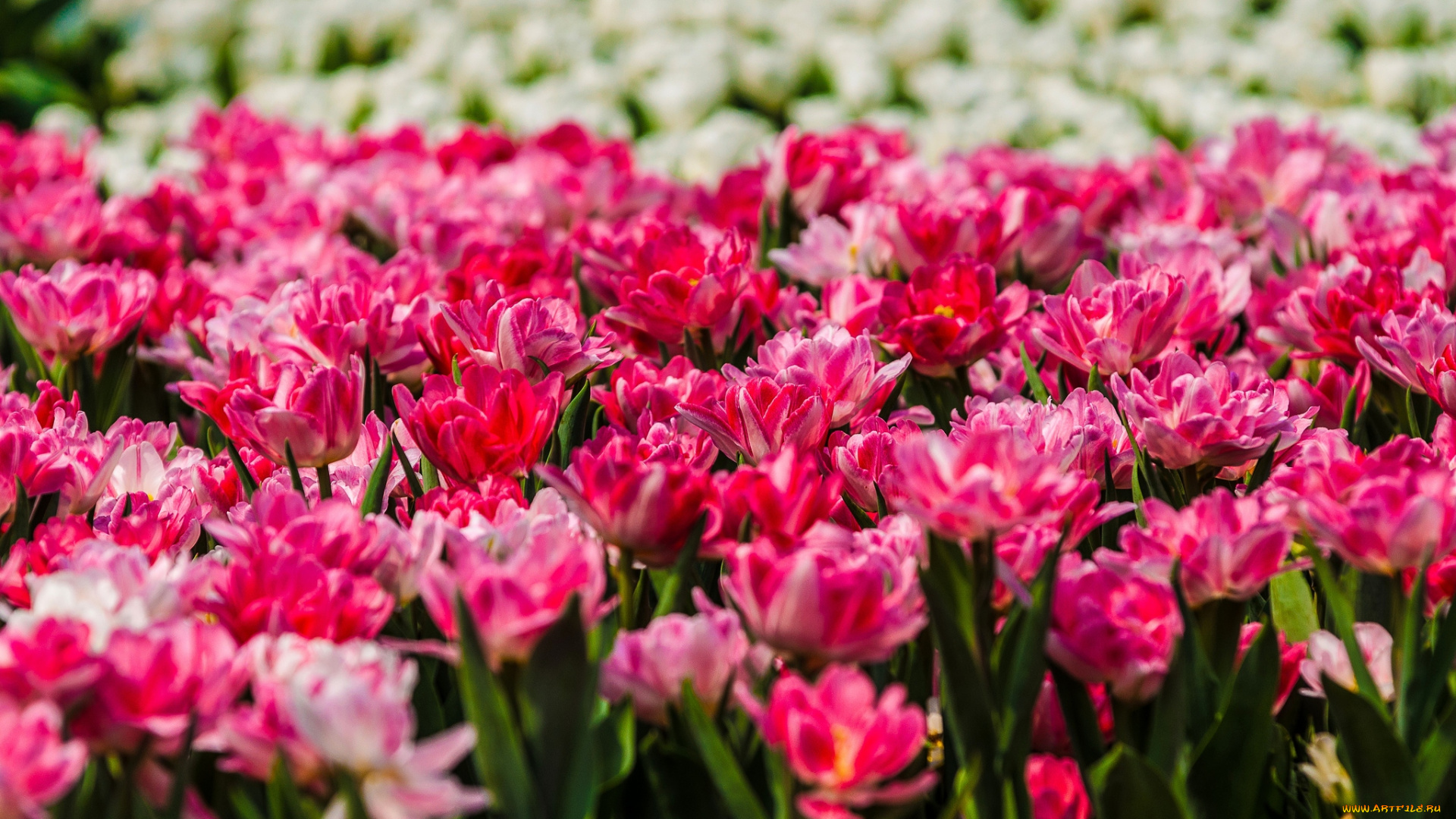 цветы, тюльпаны, много