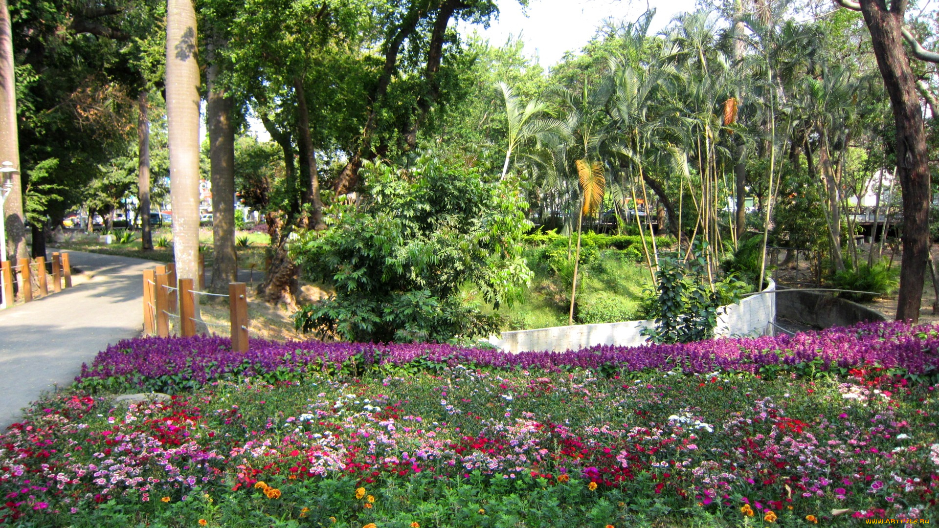 природа, парк, аллея, клумбы