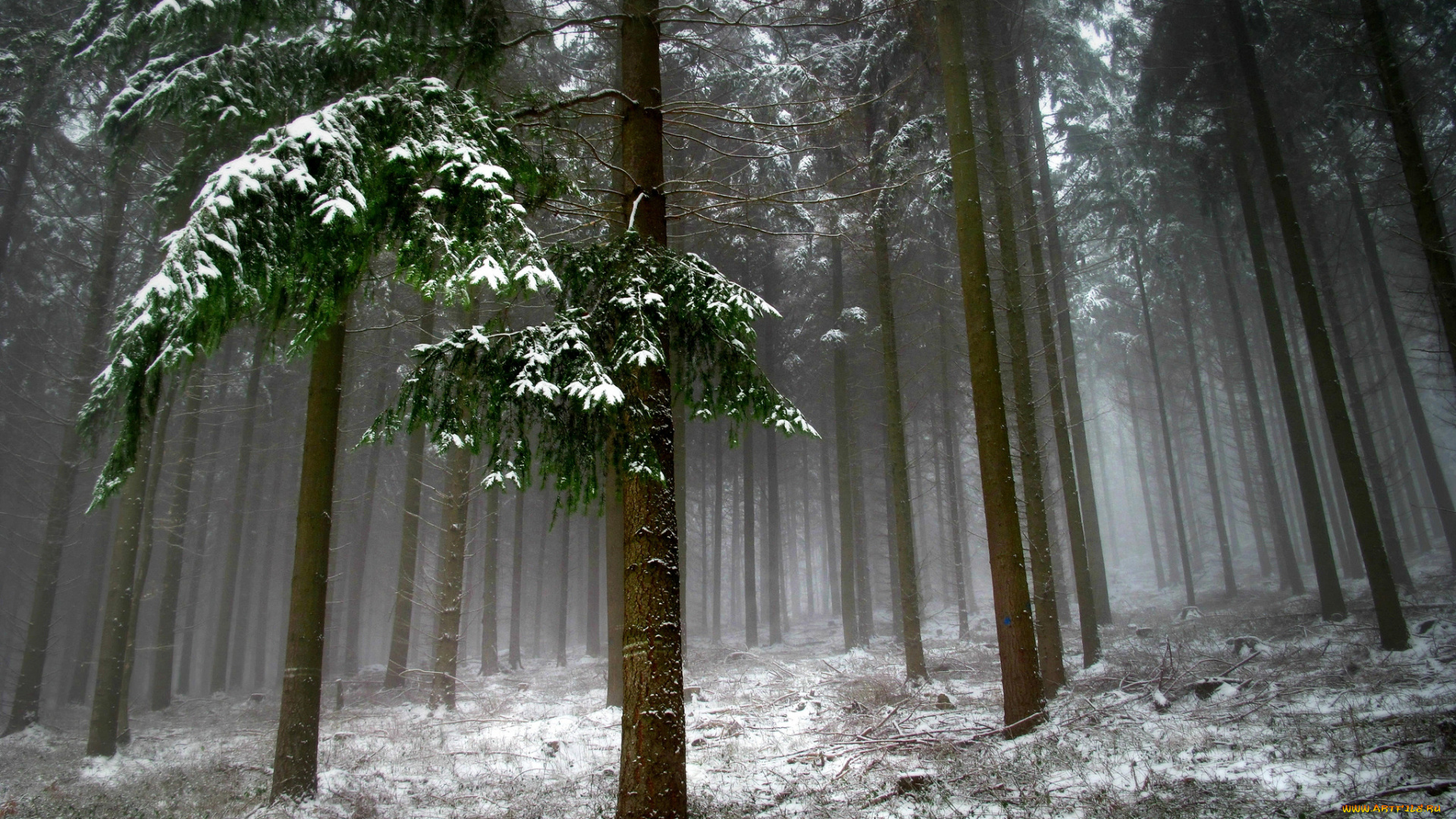 природа, зима, ель, снег