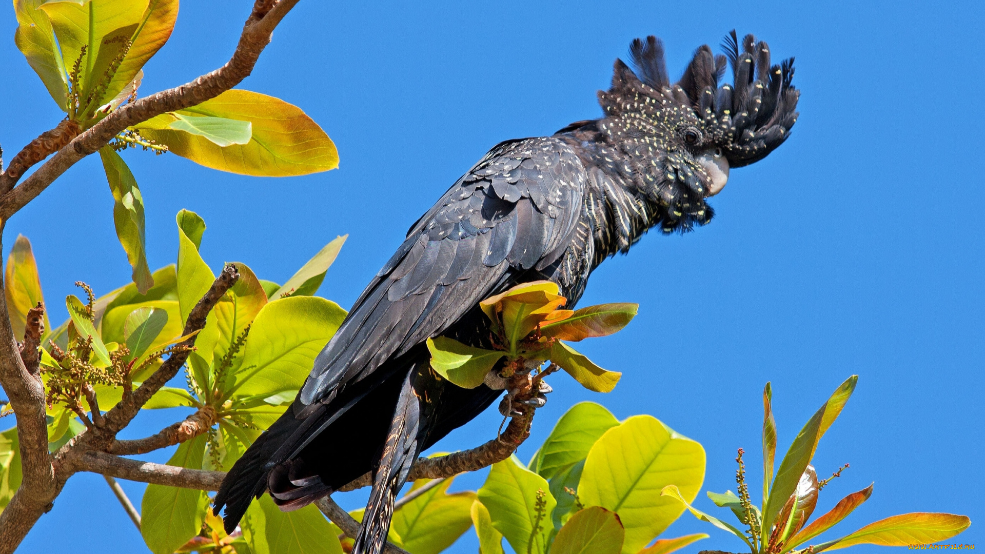 траурный, какаду, бэнкса, животные, попугаи, ветки, листья