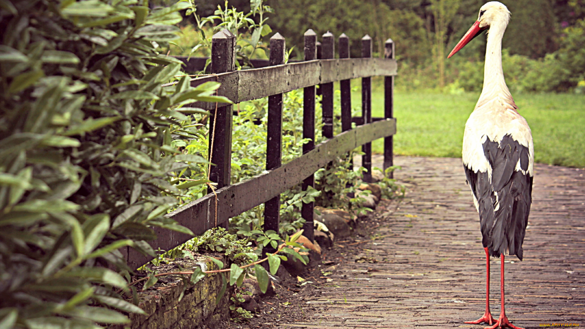 животные, аисты, забор, птица, дорога