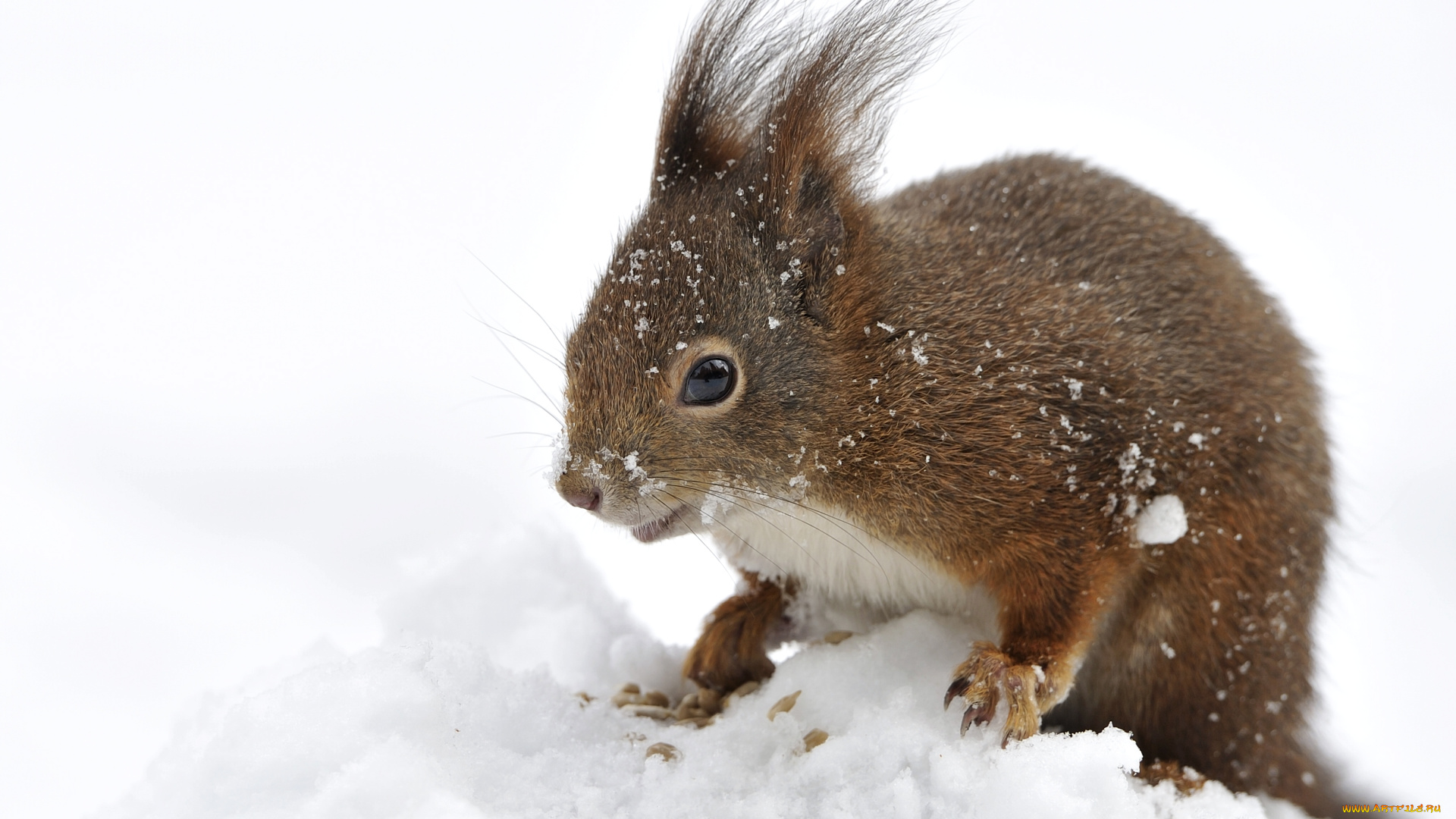 животные, белки, зверек, снег