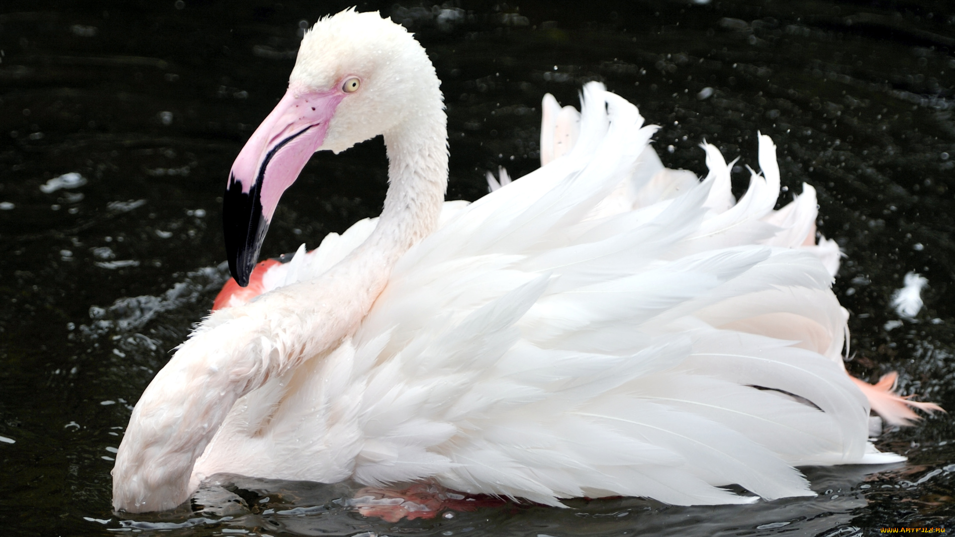 животные, фламинго, перья, клюв