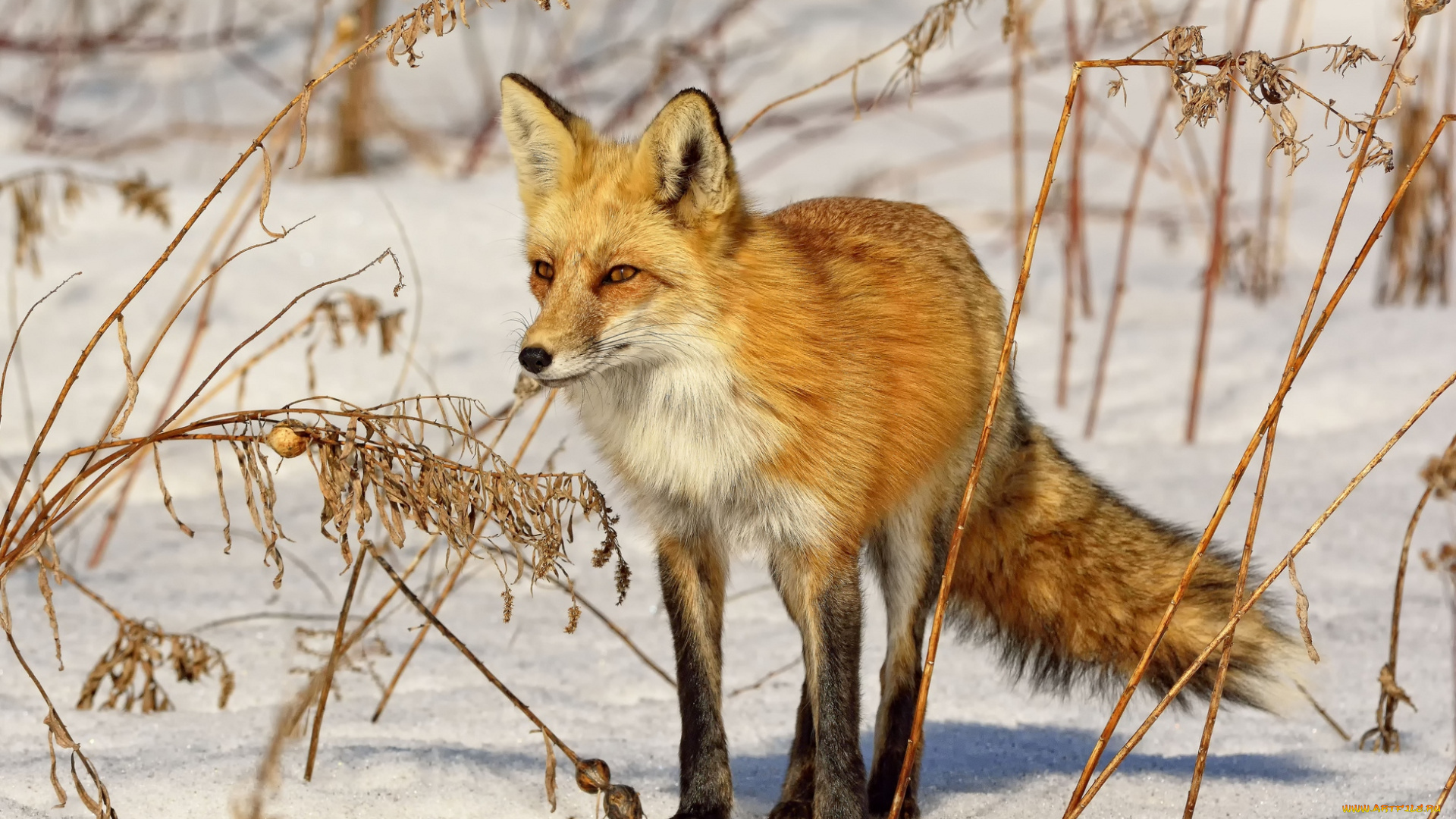 животные, лисы, снег, рыжая