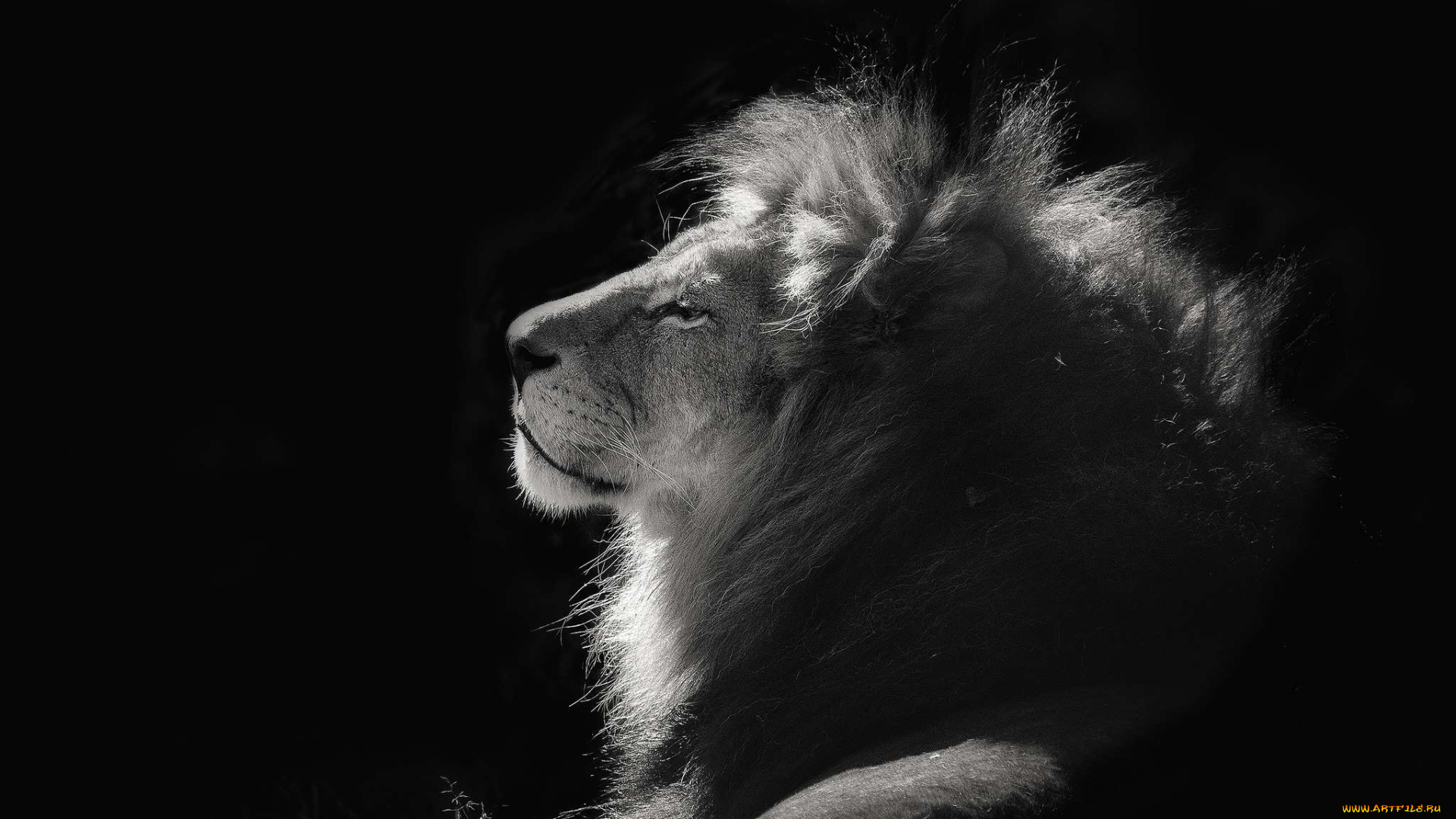 животные, львы, профиль, грива, царь