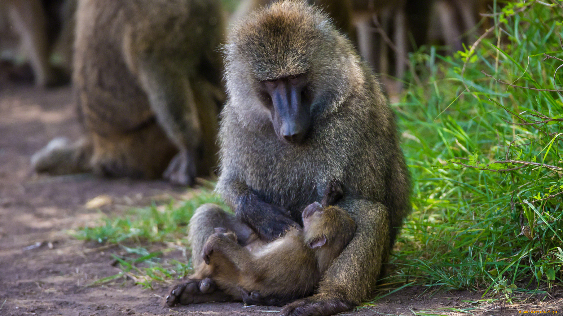 животные, обезьяны, бабуины, мама, малыш