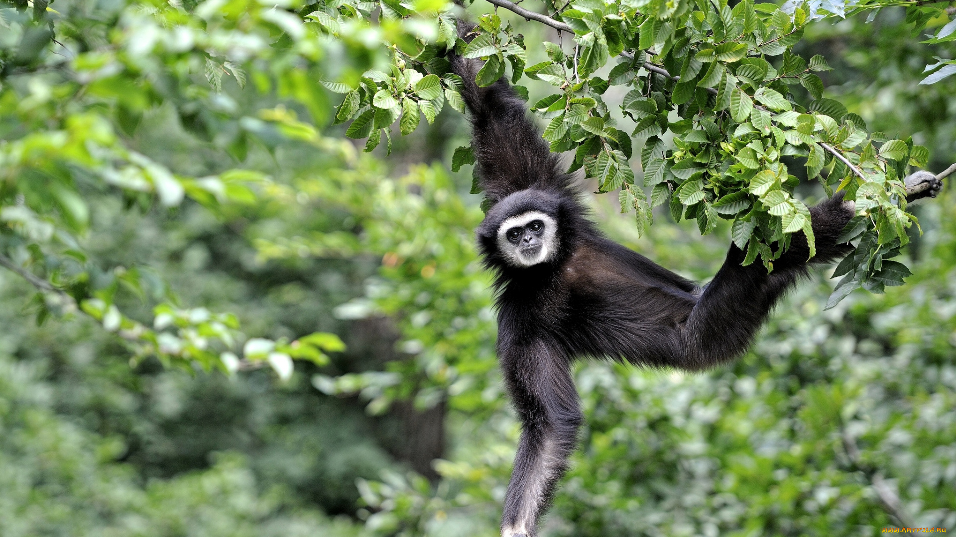 животные, обезьяны, гиббон
