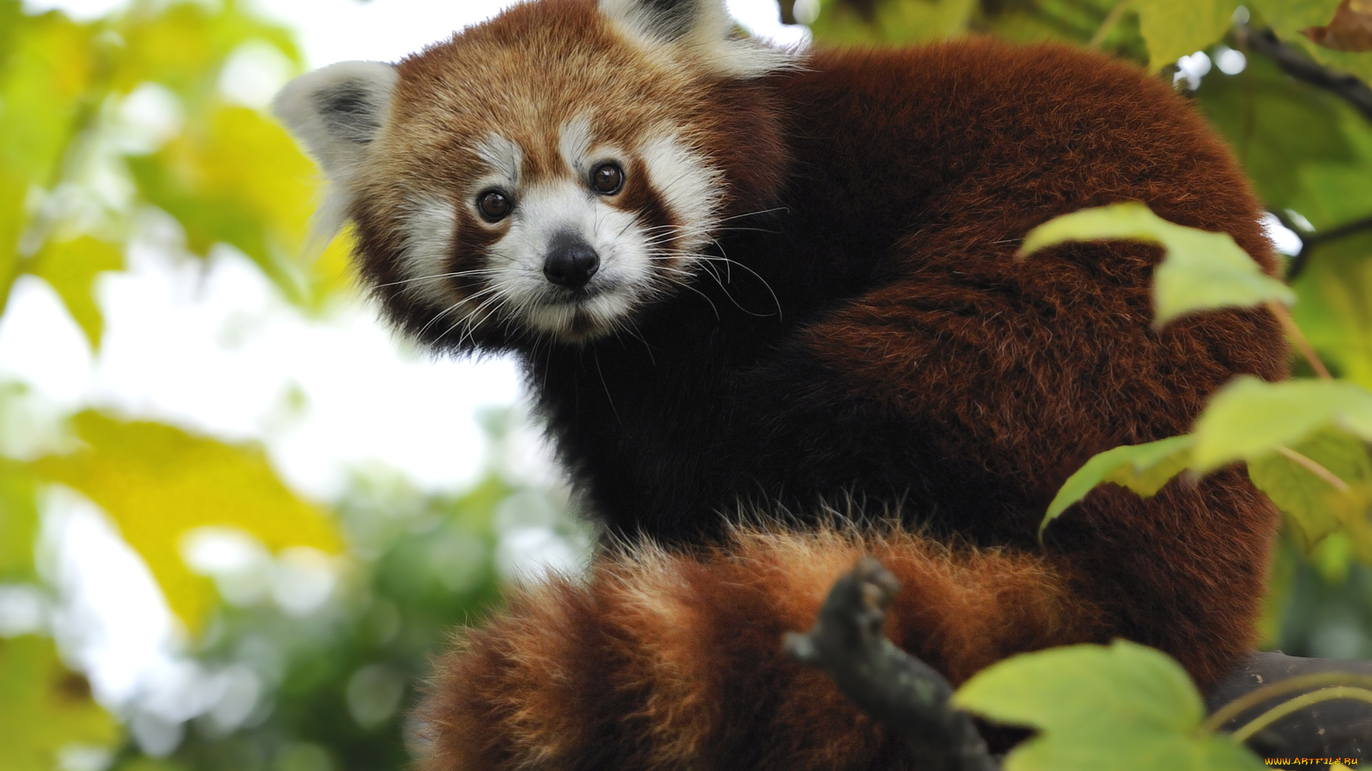 животные, панды, хвост, красная, панда