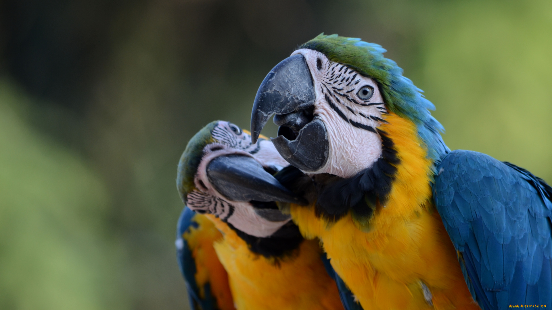 животные, попугаи, пара, ара, поцелуй