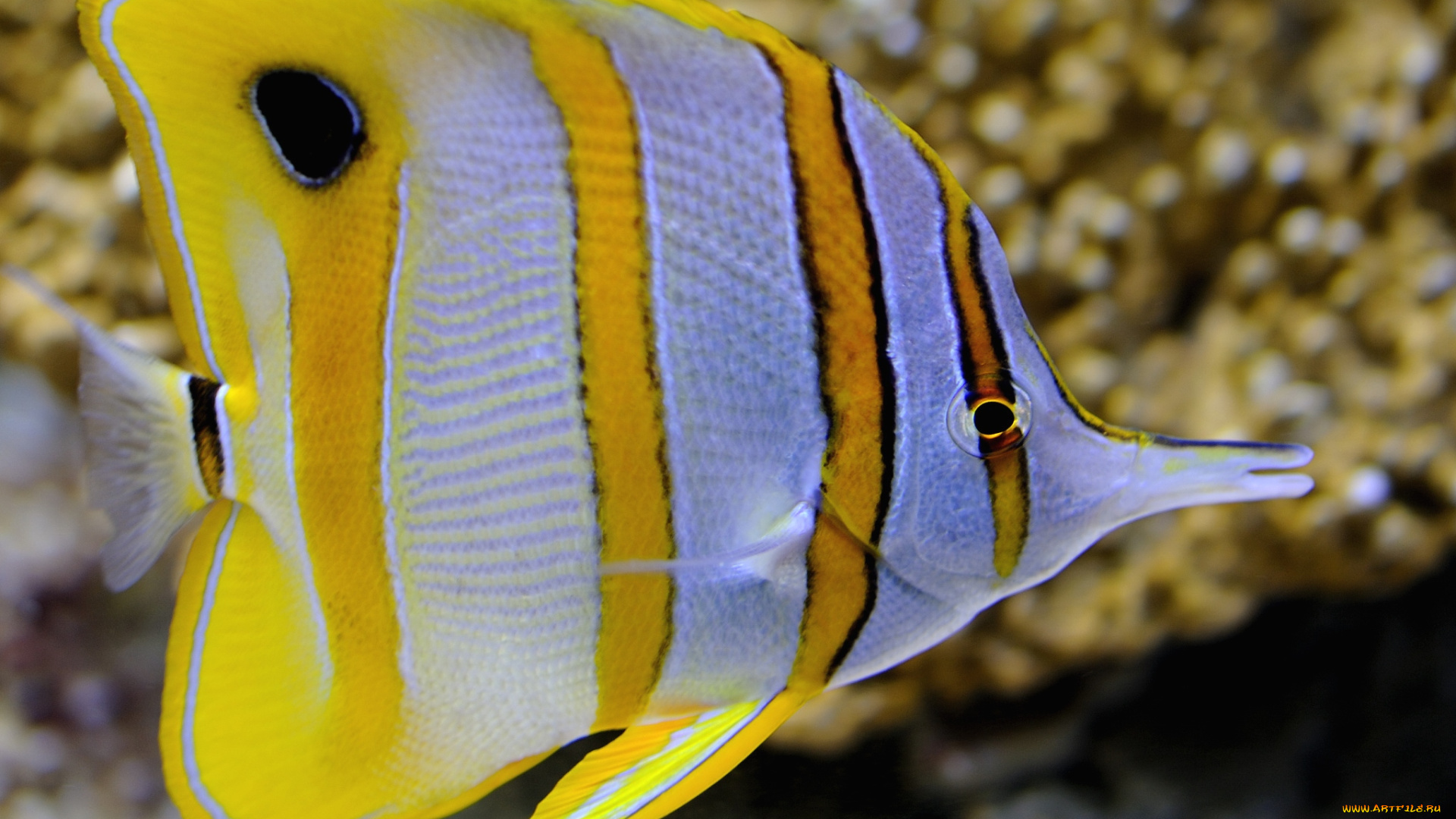 животные, рыбы, тропики, плавники