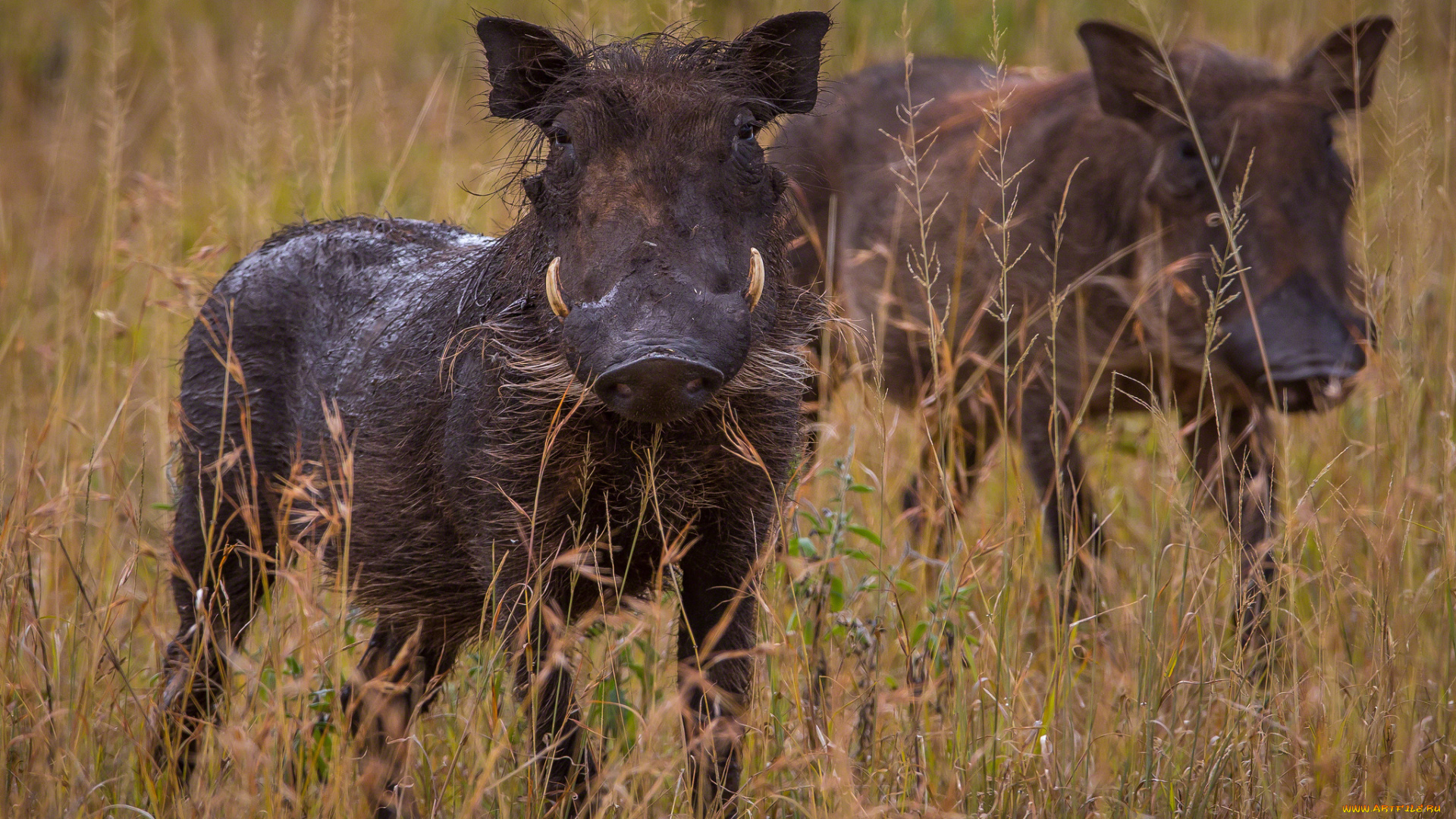 животные, свиньи, кабаны, бородавочник
