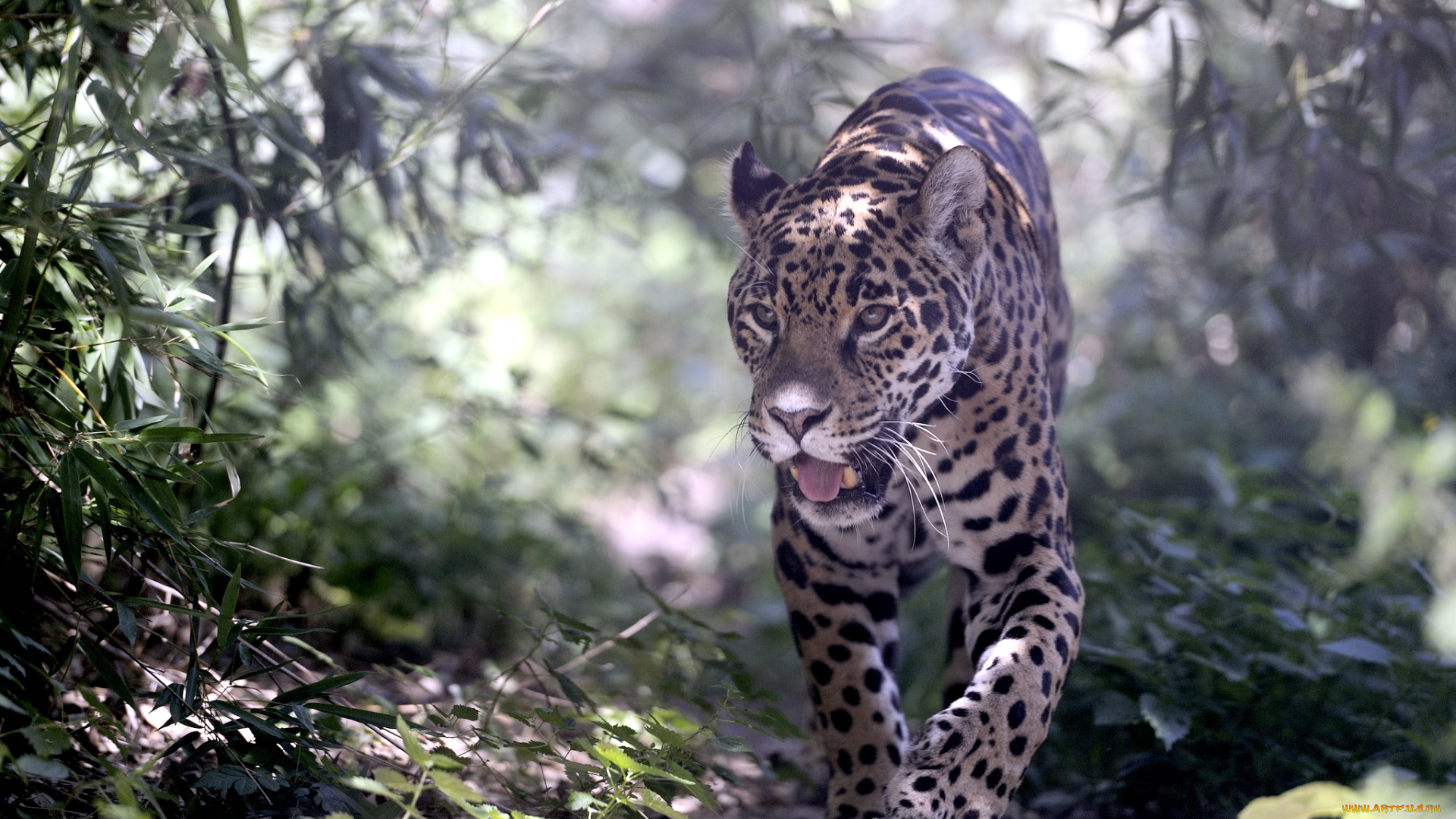 животные, Ягуары, хищник, заросли