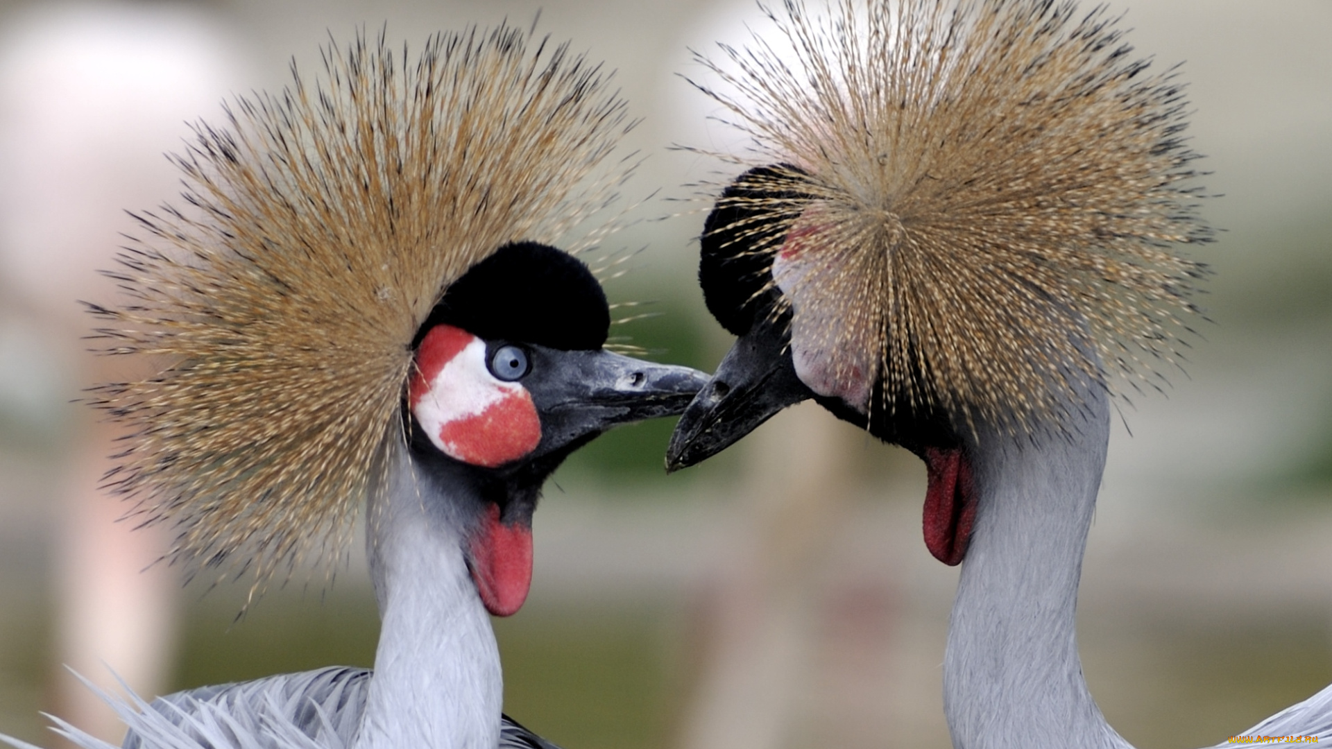 животные, журавли, венценосные