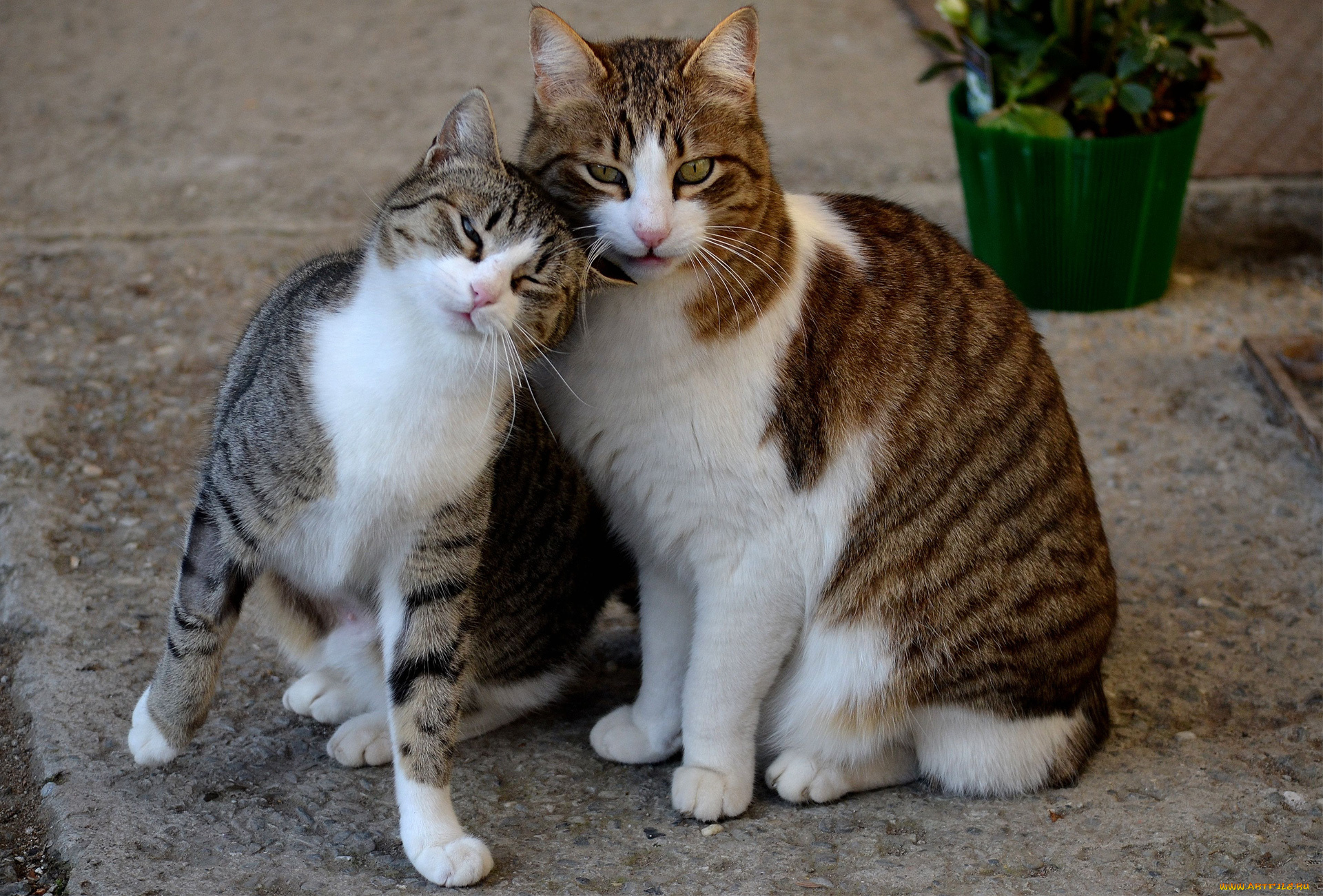 животные, коты, ласки