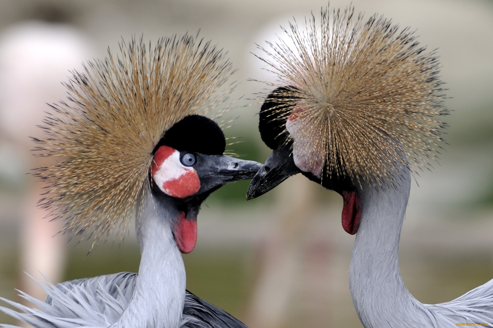 животные, журавли, венценосные