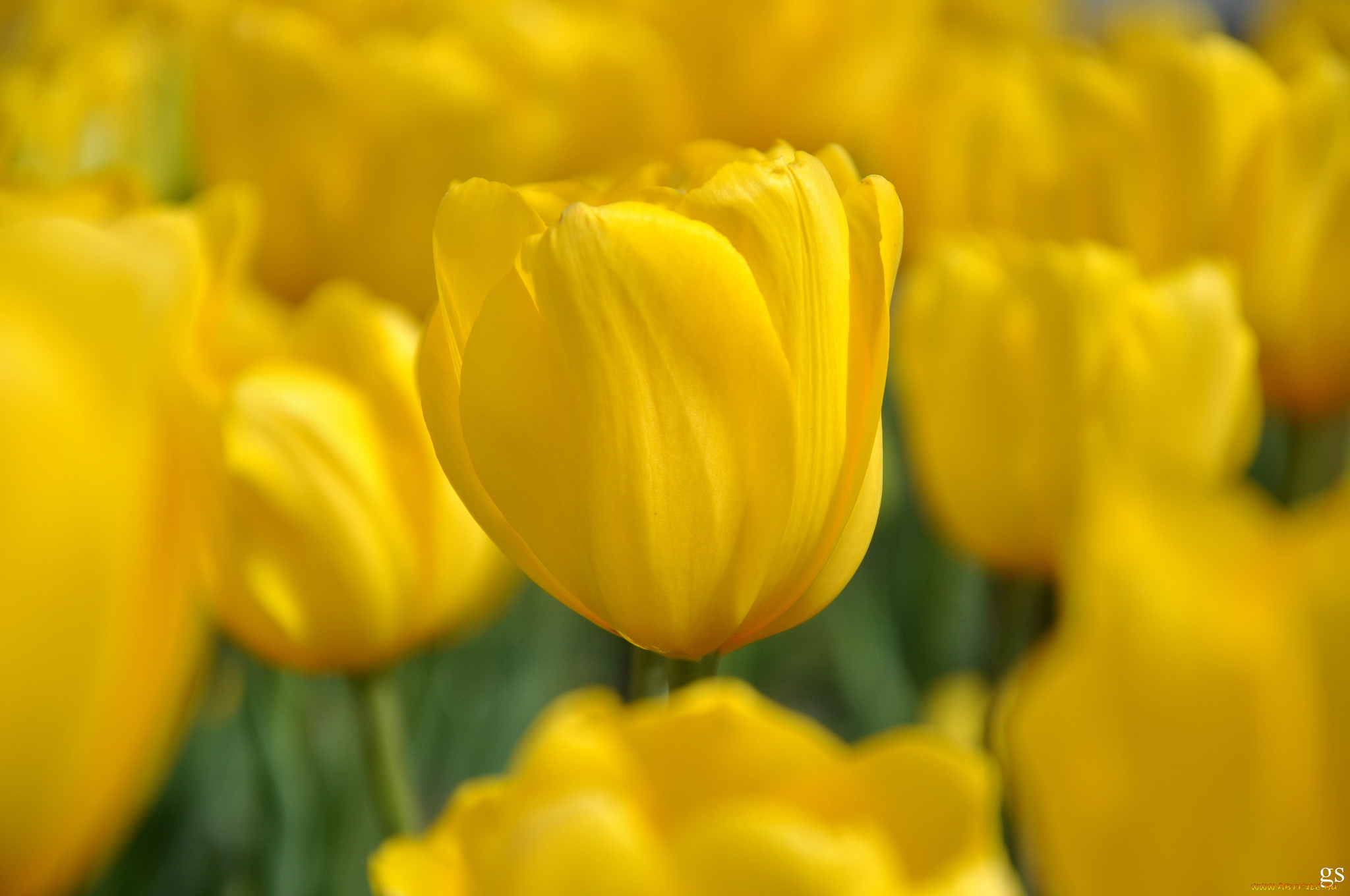 цветы, тюльпаны, бутон