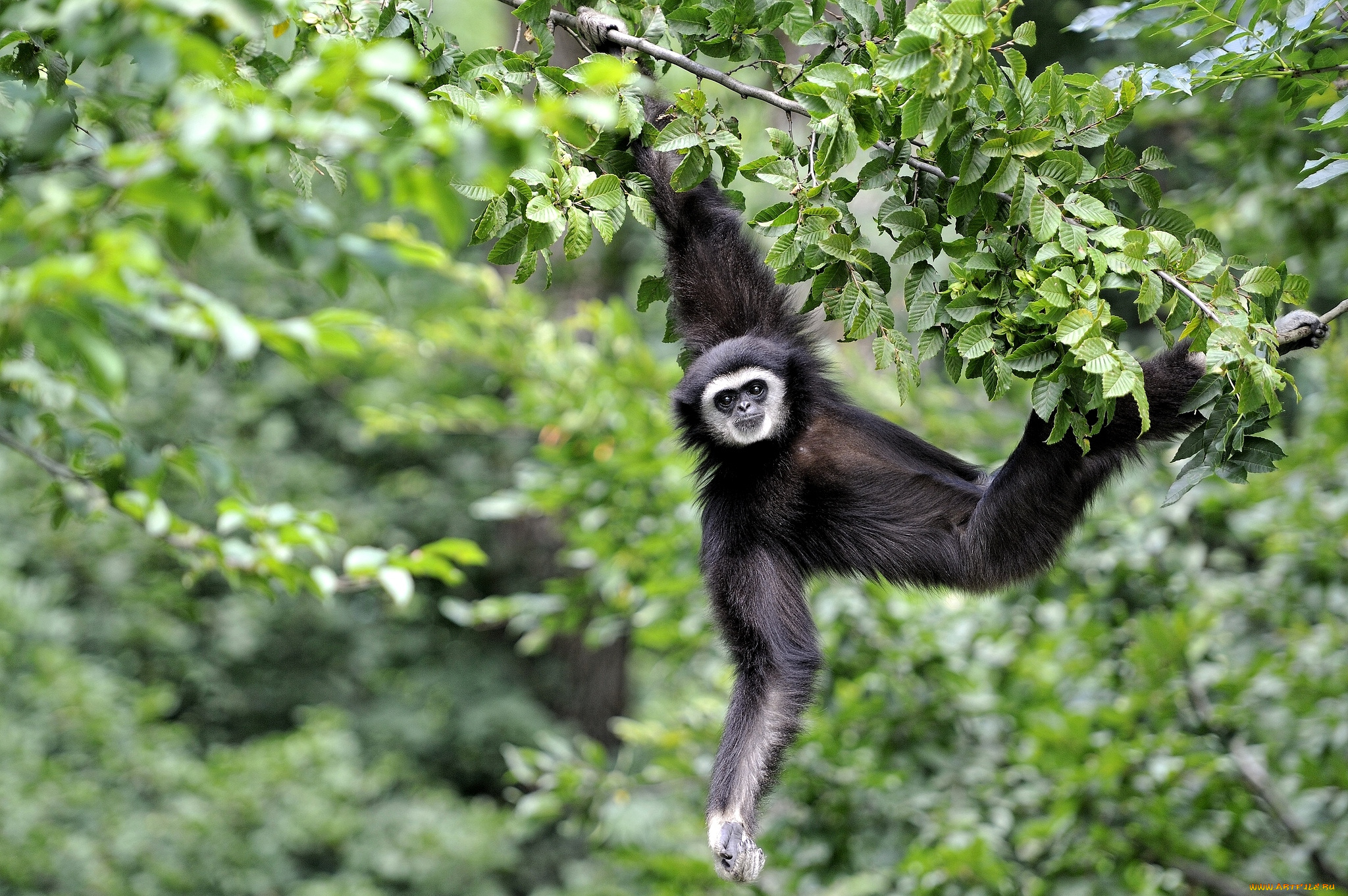 животные, обезьяны, гиббон