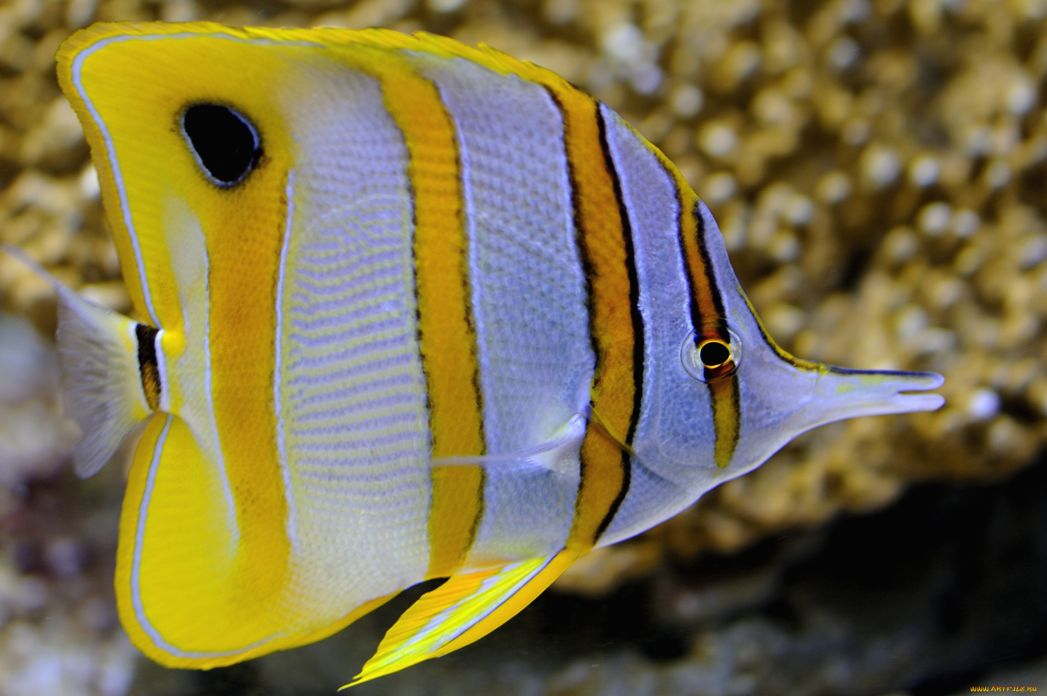 животные, рыбы, тропики, плавники