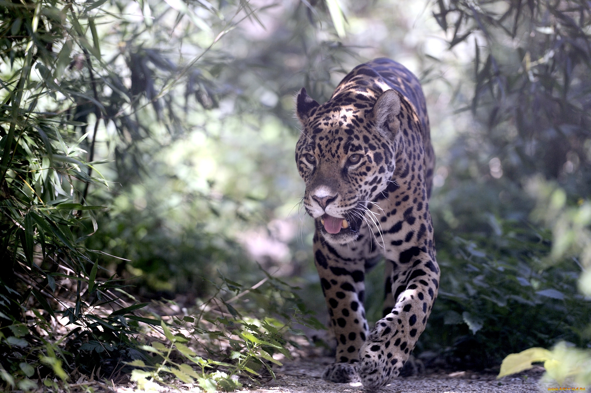 животные, Ягуары, хищник, заросли