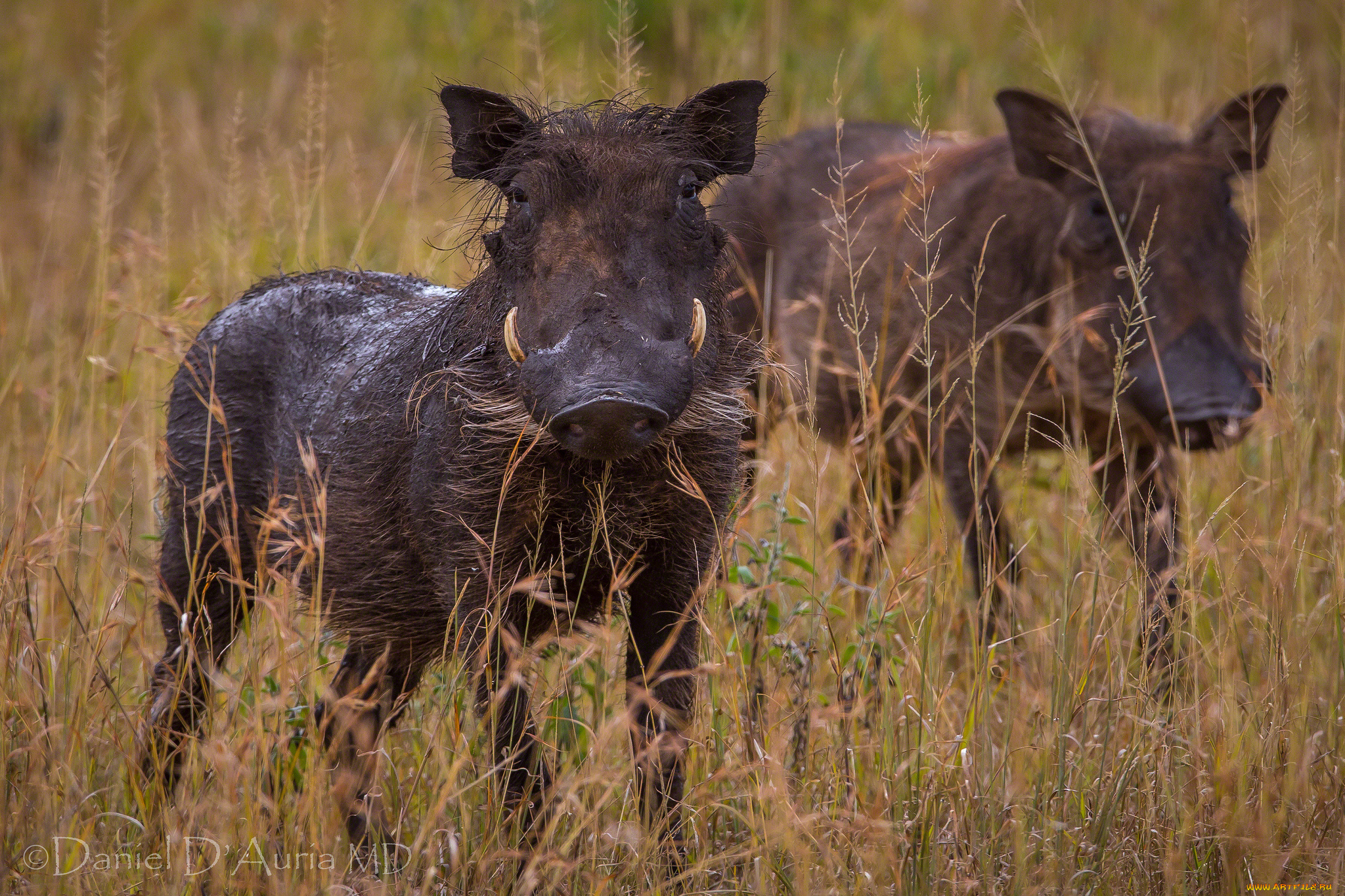 животные, свиньи, кабаны, бородавочник