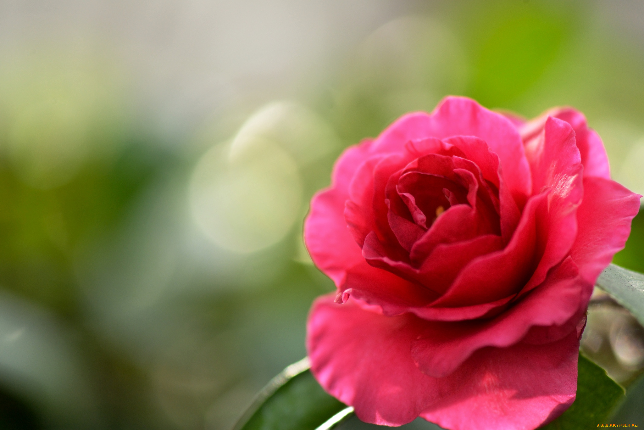 цветы, розы, лепестки