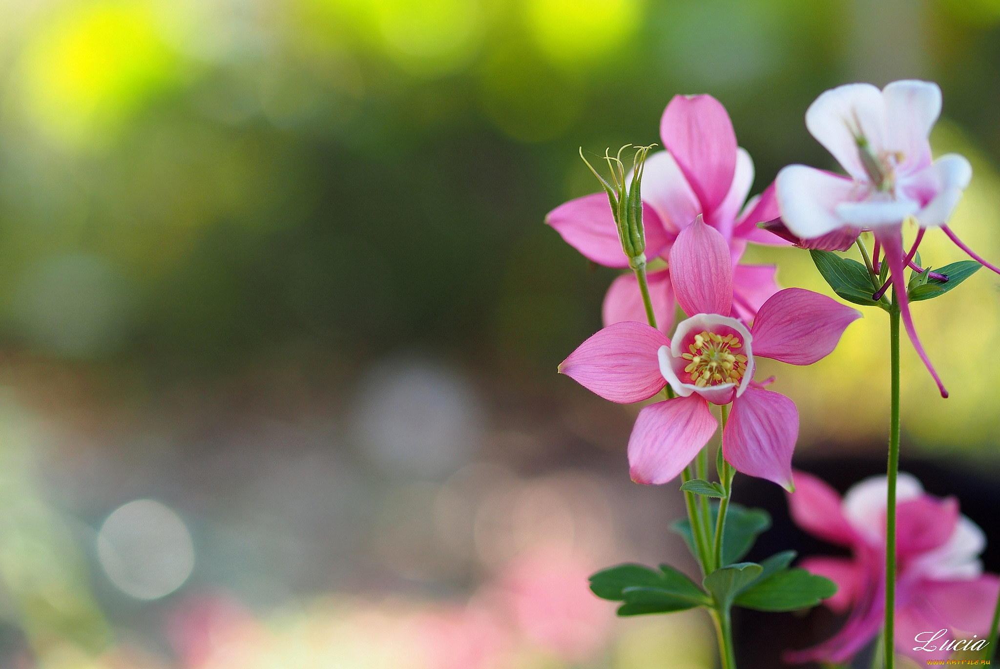 цветы, аквилегия, водосбор, розовый