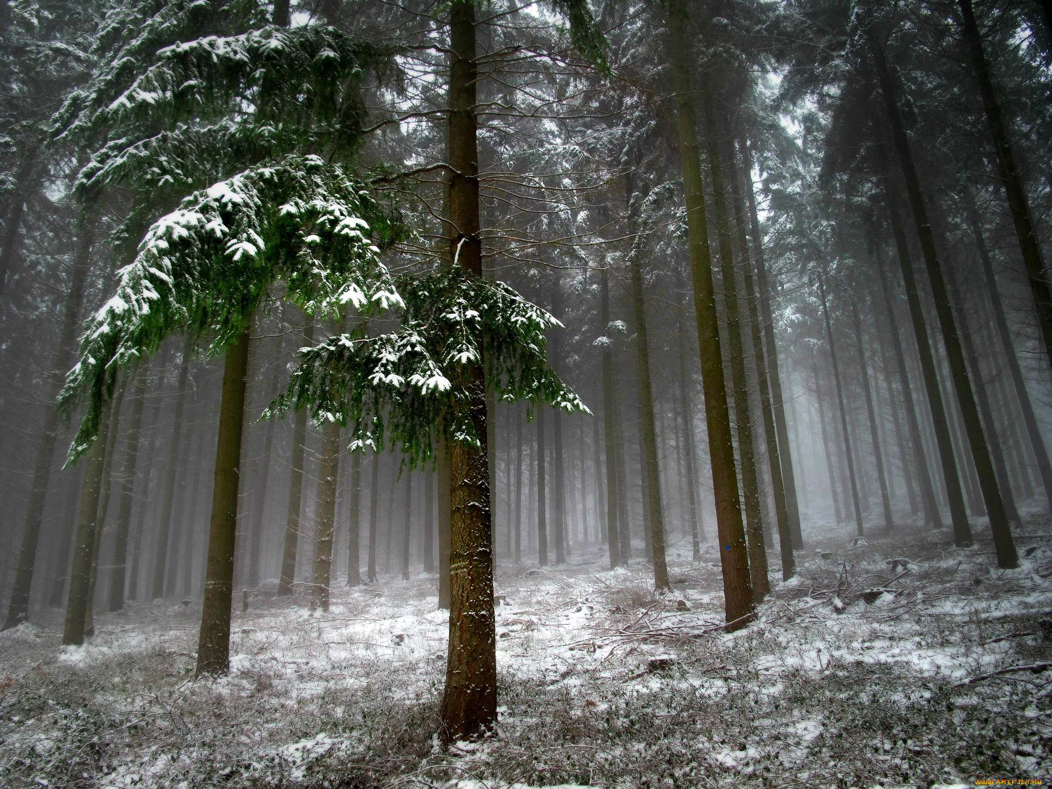 природа, зима, ель, снег