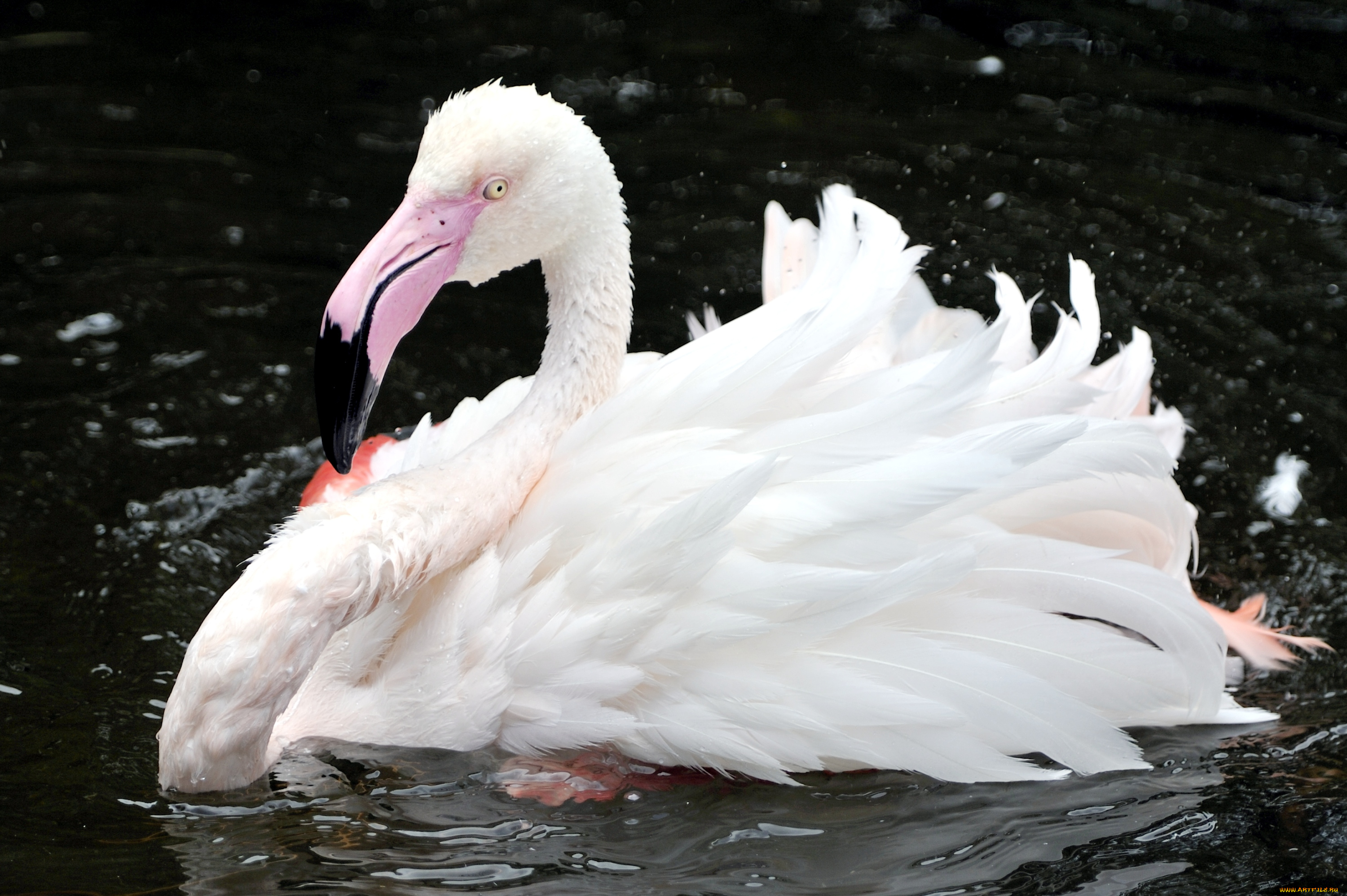 животные, фламинго, перья, клюв