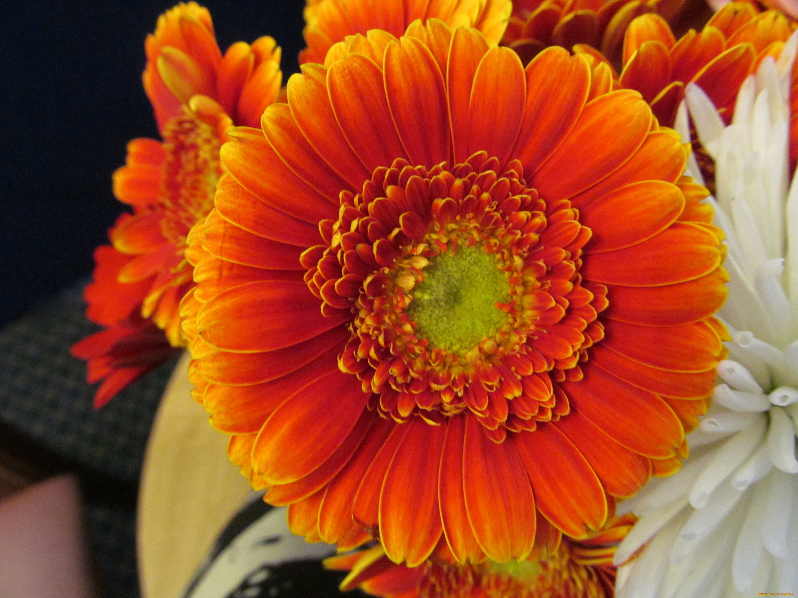 цветы, герберы, макро