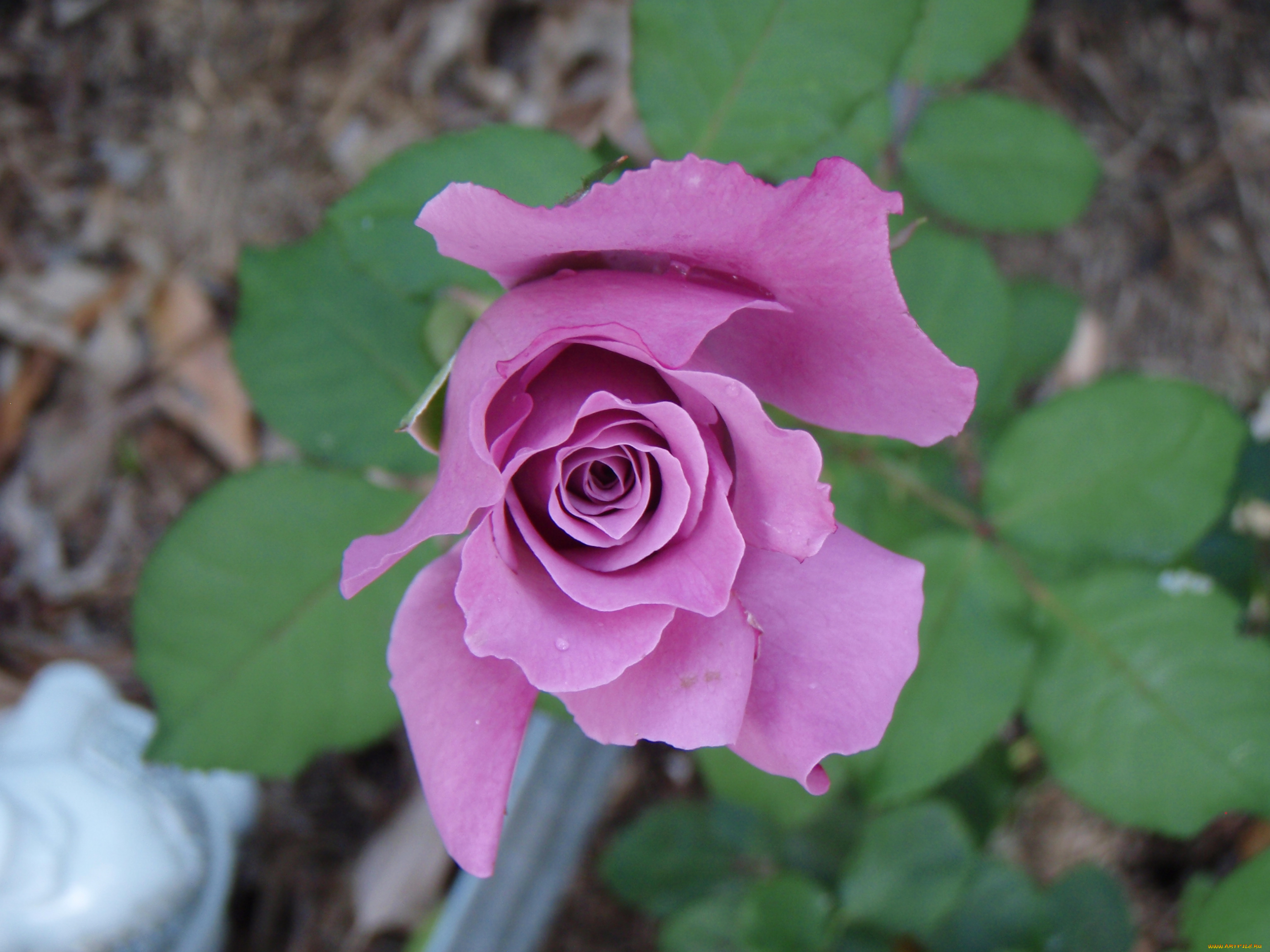 цветы, розы, бутон, сиреневый