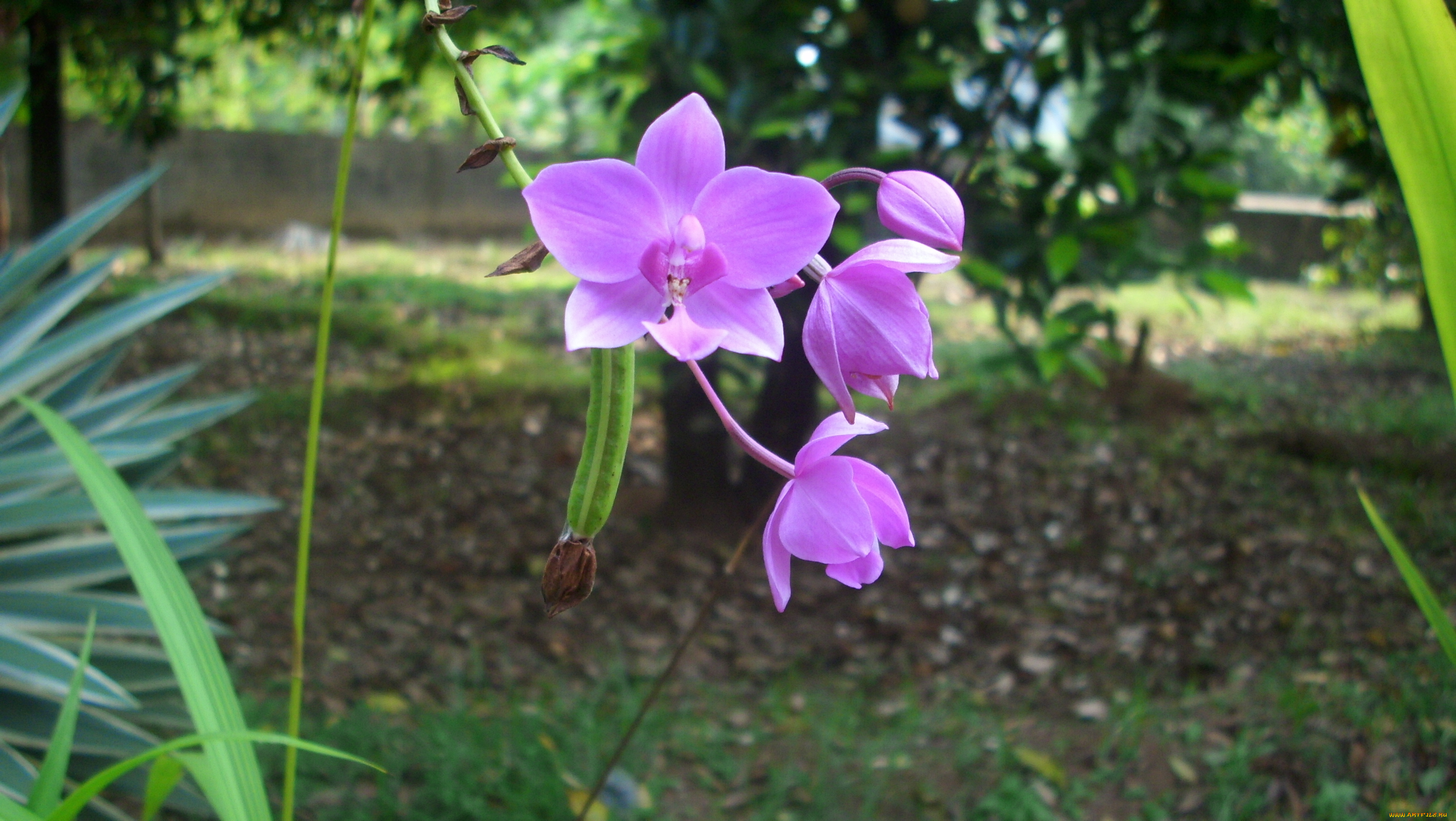 цветы, орхидеи, сиреневый