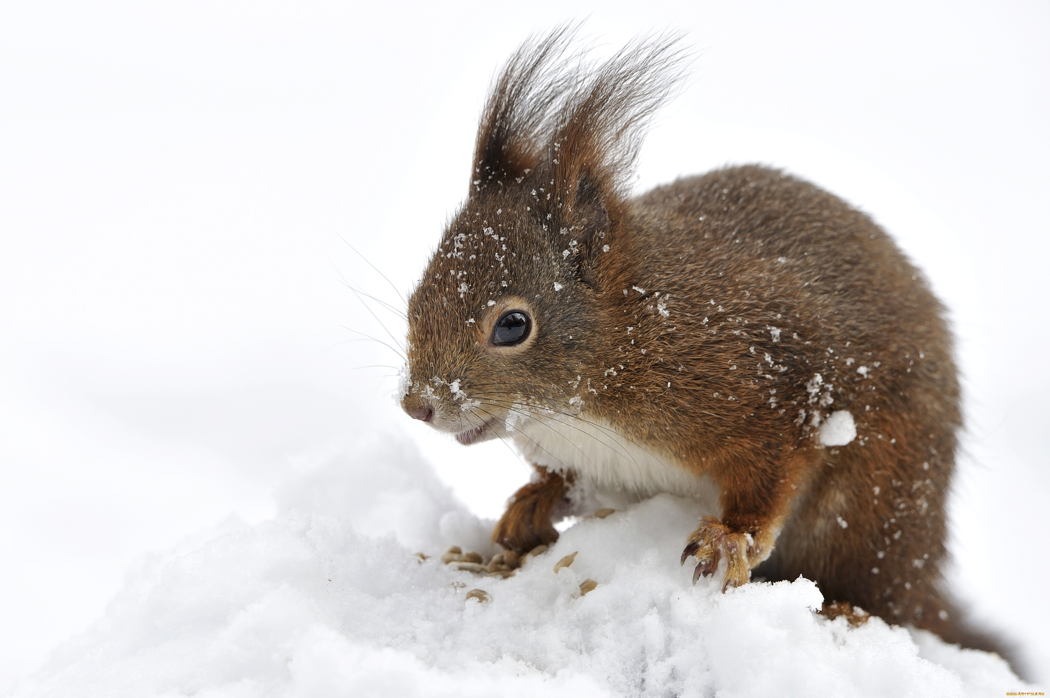 животные, белки, зверек, снег