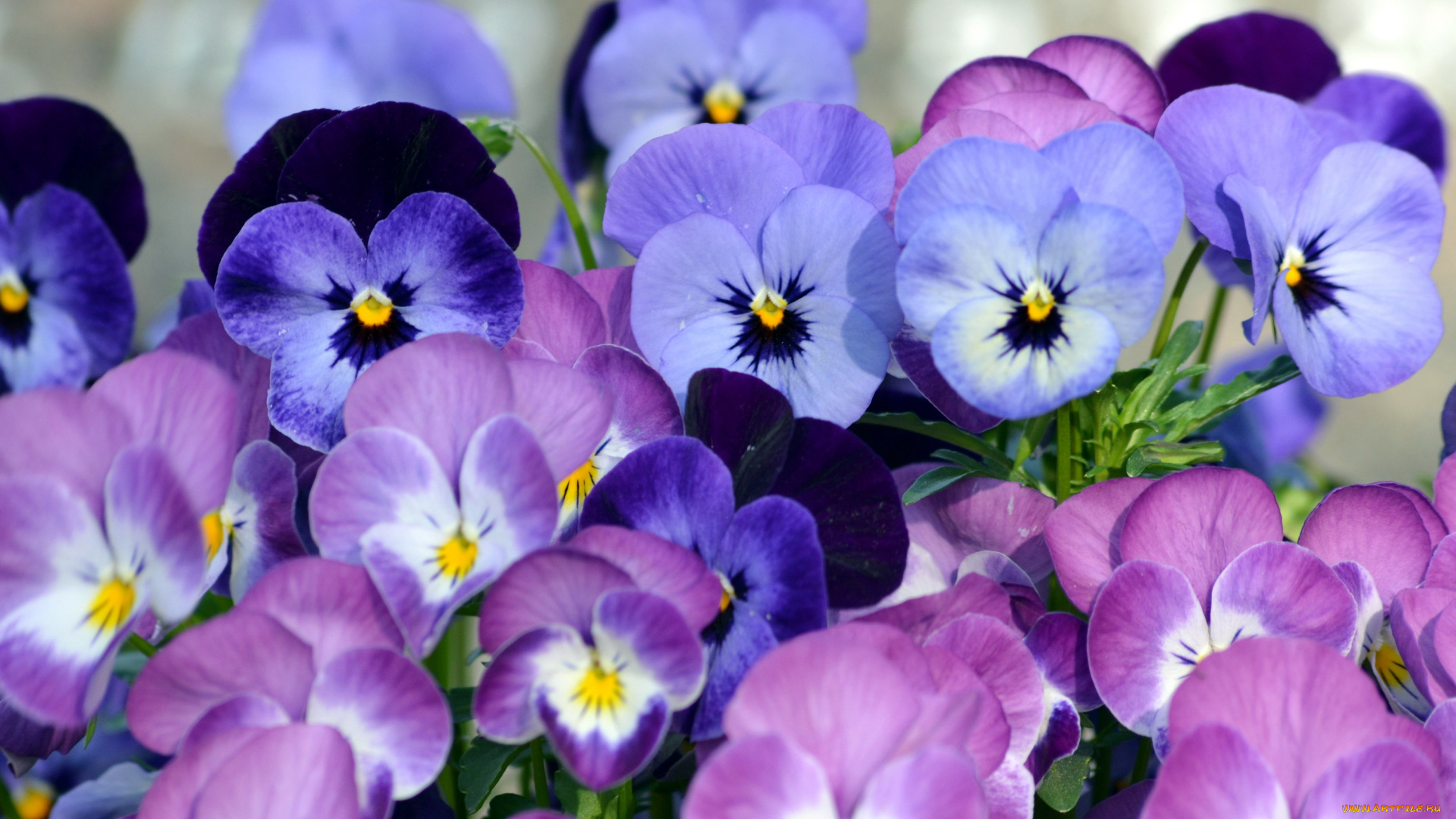 цветы, анютины, глазки, , садовые, фиалки, много